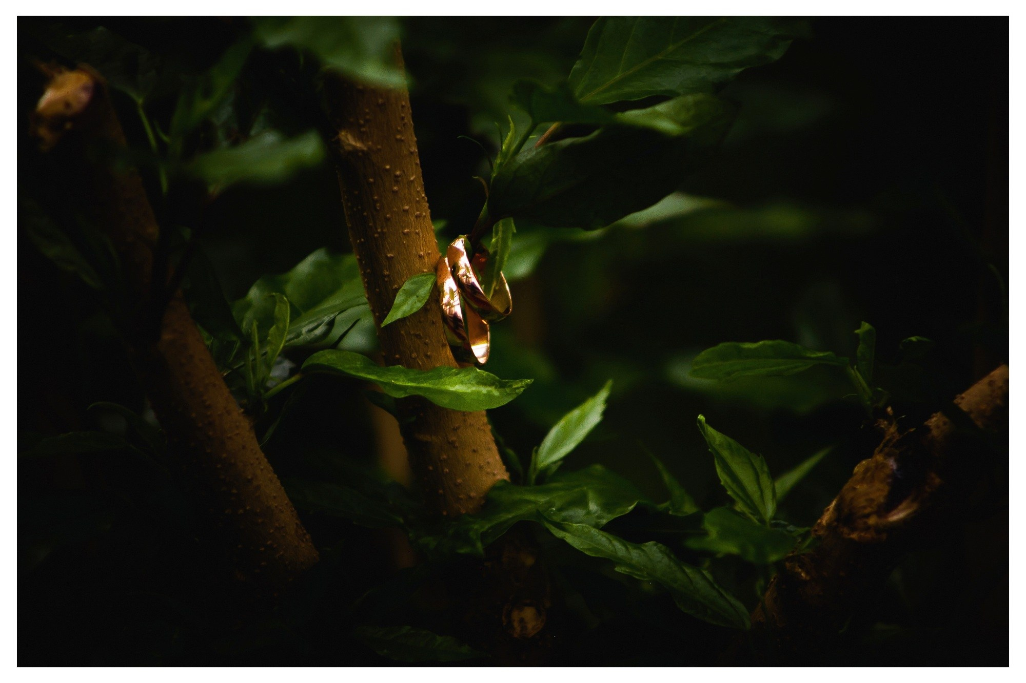 Свадьба Антона и Оли. Фотограф Георгий Сапожников