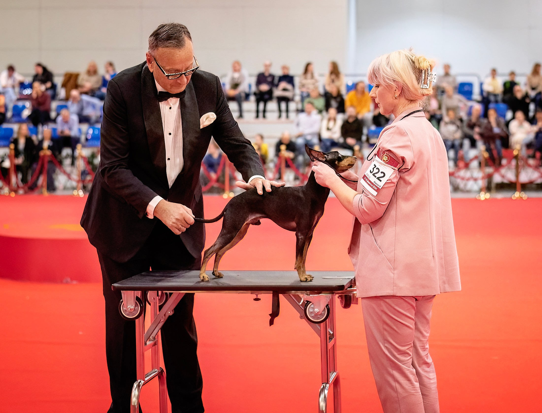 Репортажная съемка. Выставки, в ринге и за рингом. Фотограф-анималист Ольга Фомичева