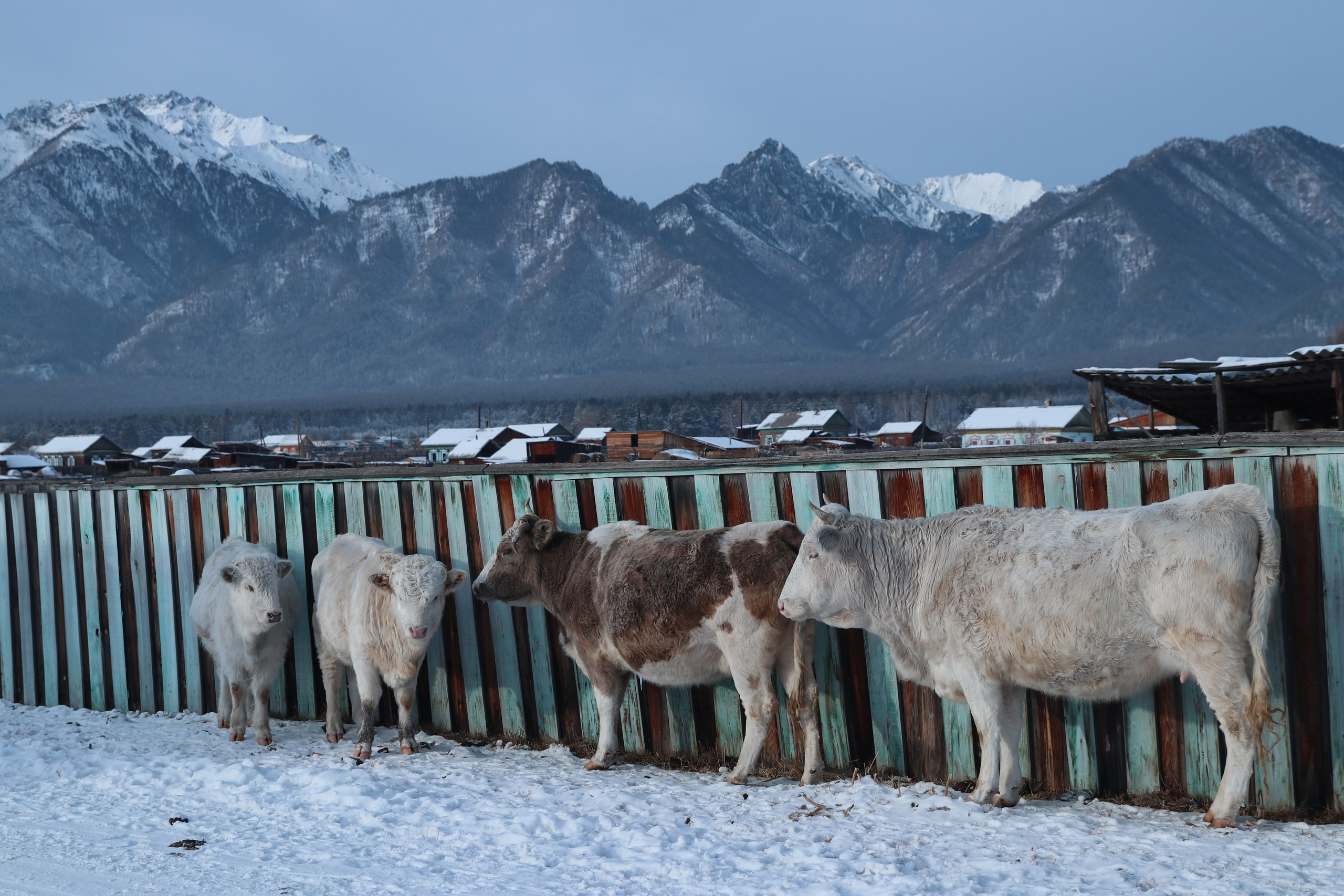 Аршан. Январь 2024. Путешественник-фотограф из Санкт-Петербурга Татьяна Свистулина