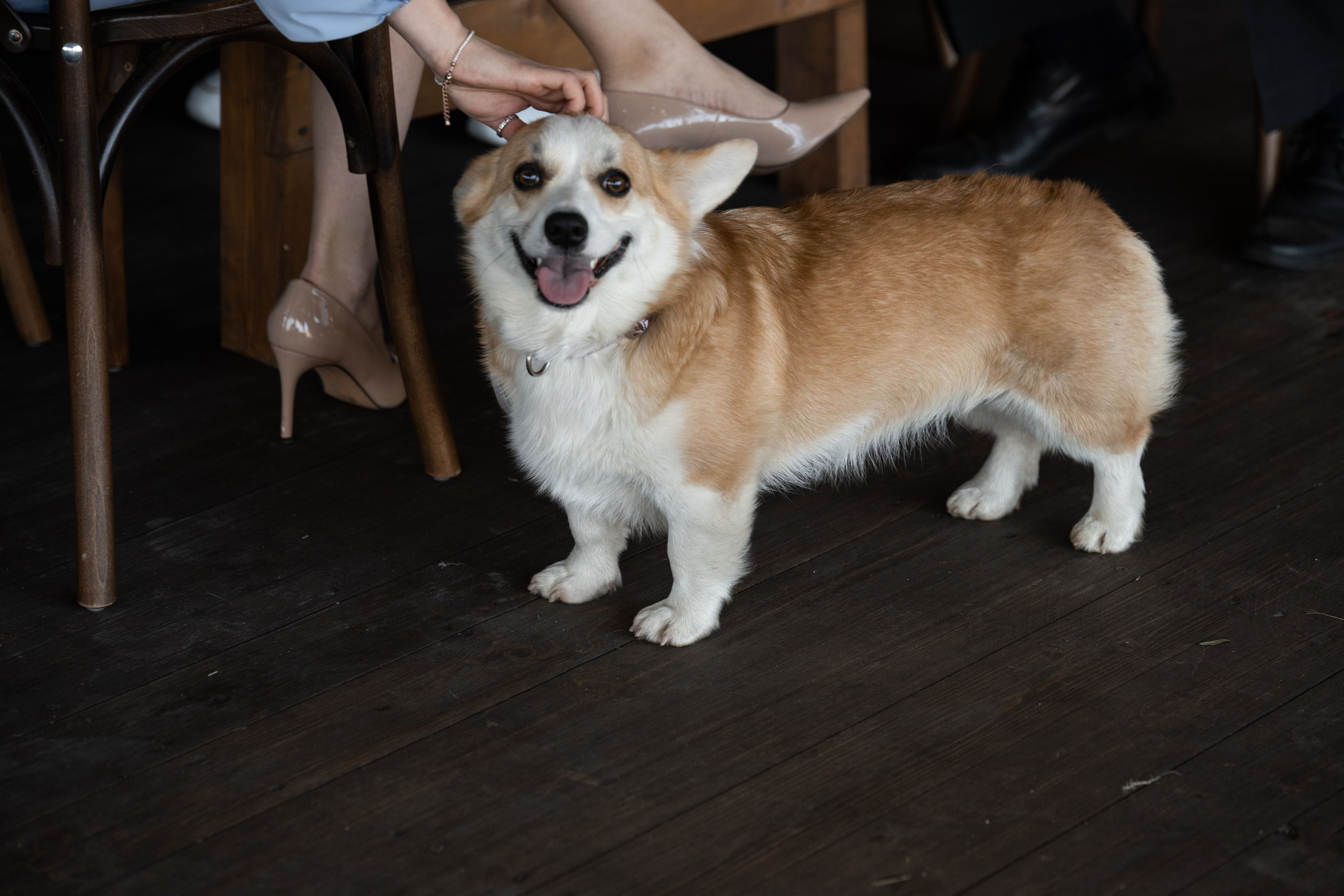 2024. Дима и Маша. Свадебный и семейный фотограф в Москве и Европе Евгения Амелина