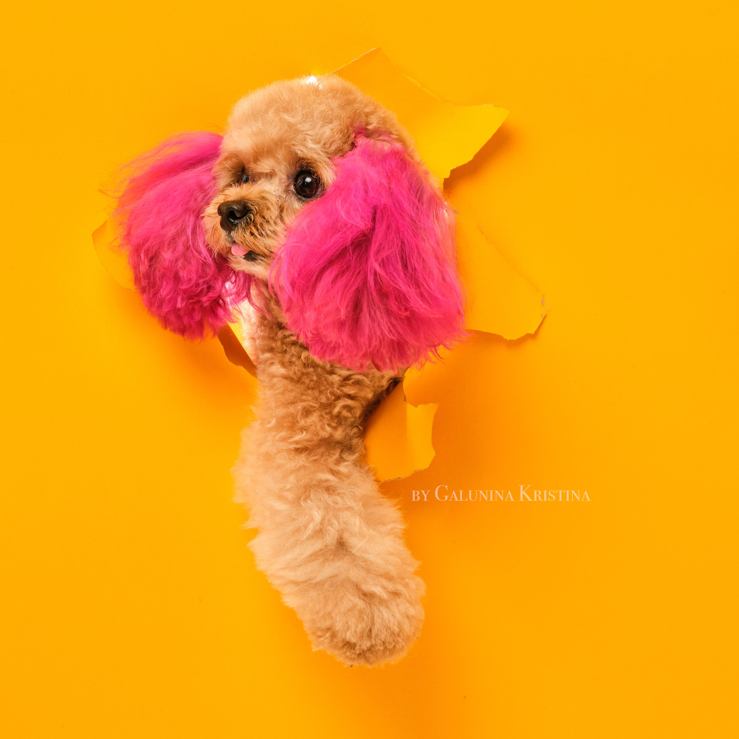 Мальтипу. Фотограф в Москве — Галунина Кристина