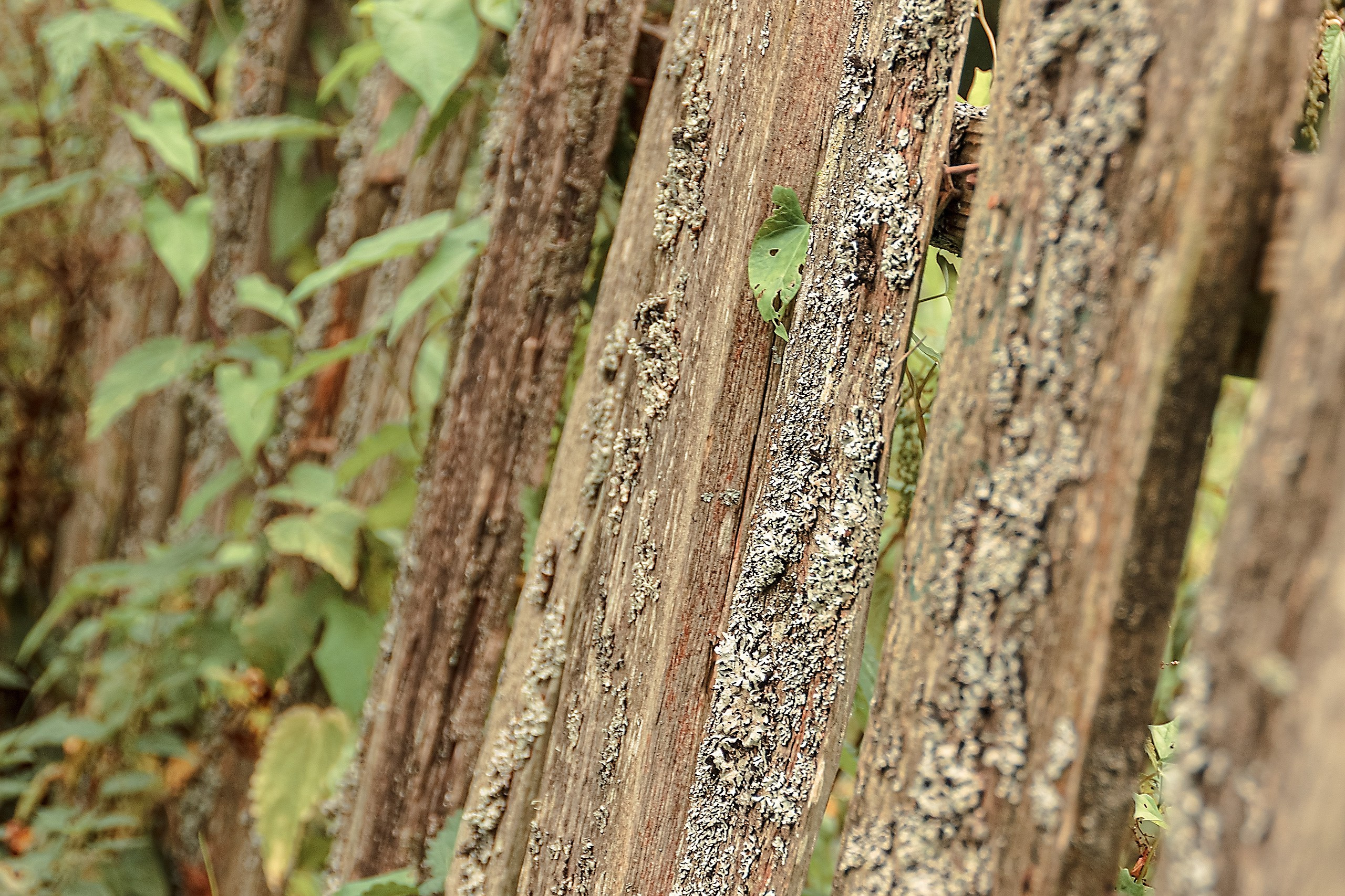 Границы и Рамки. Аmat Victoria Сuram