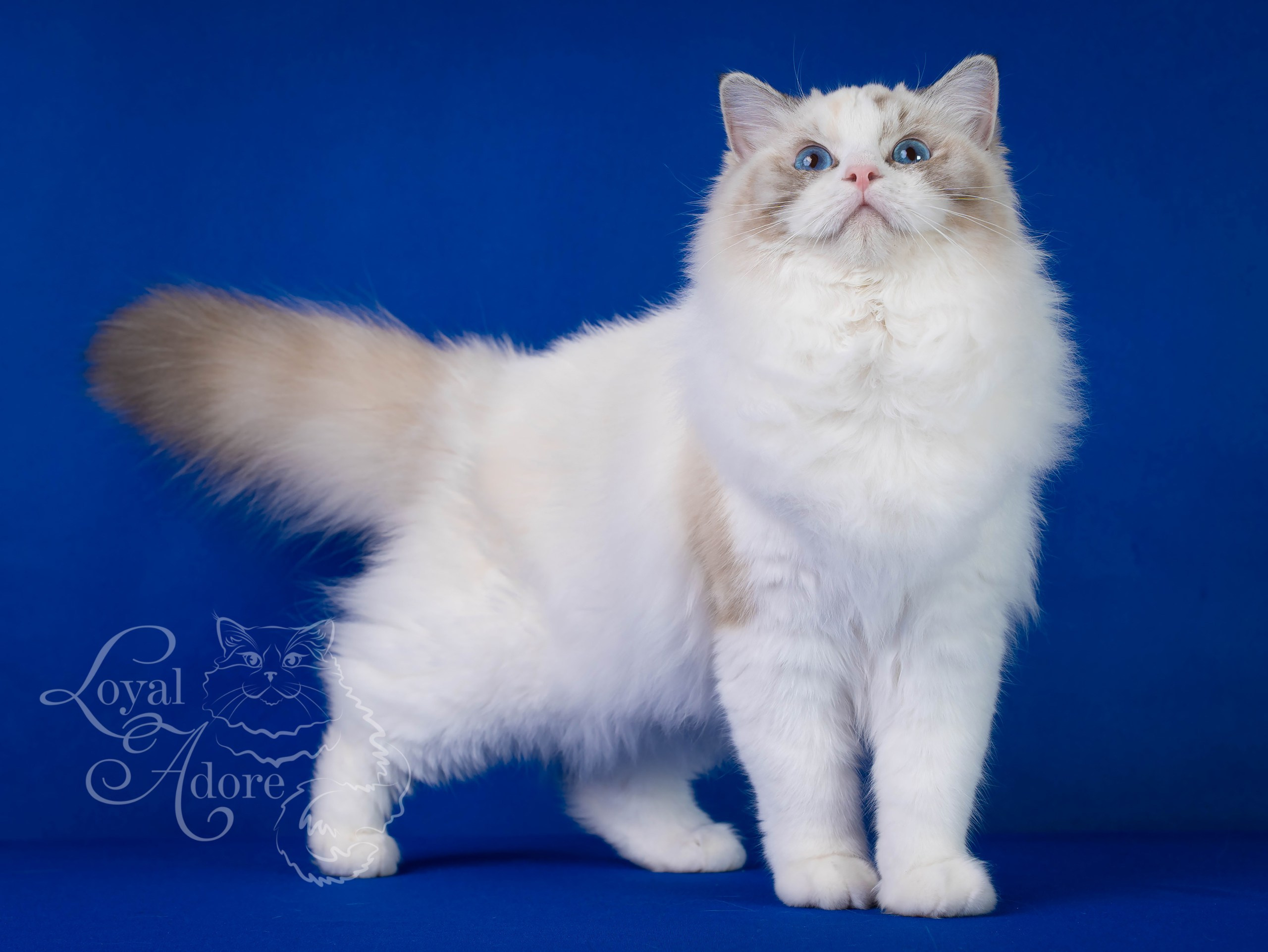 Кошки производители Loyal Adore. Питомник рэгдолл Loyal Adore