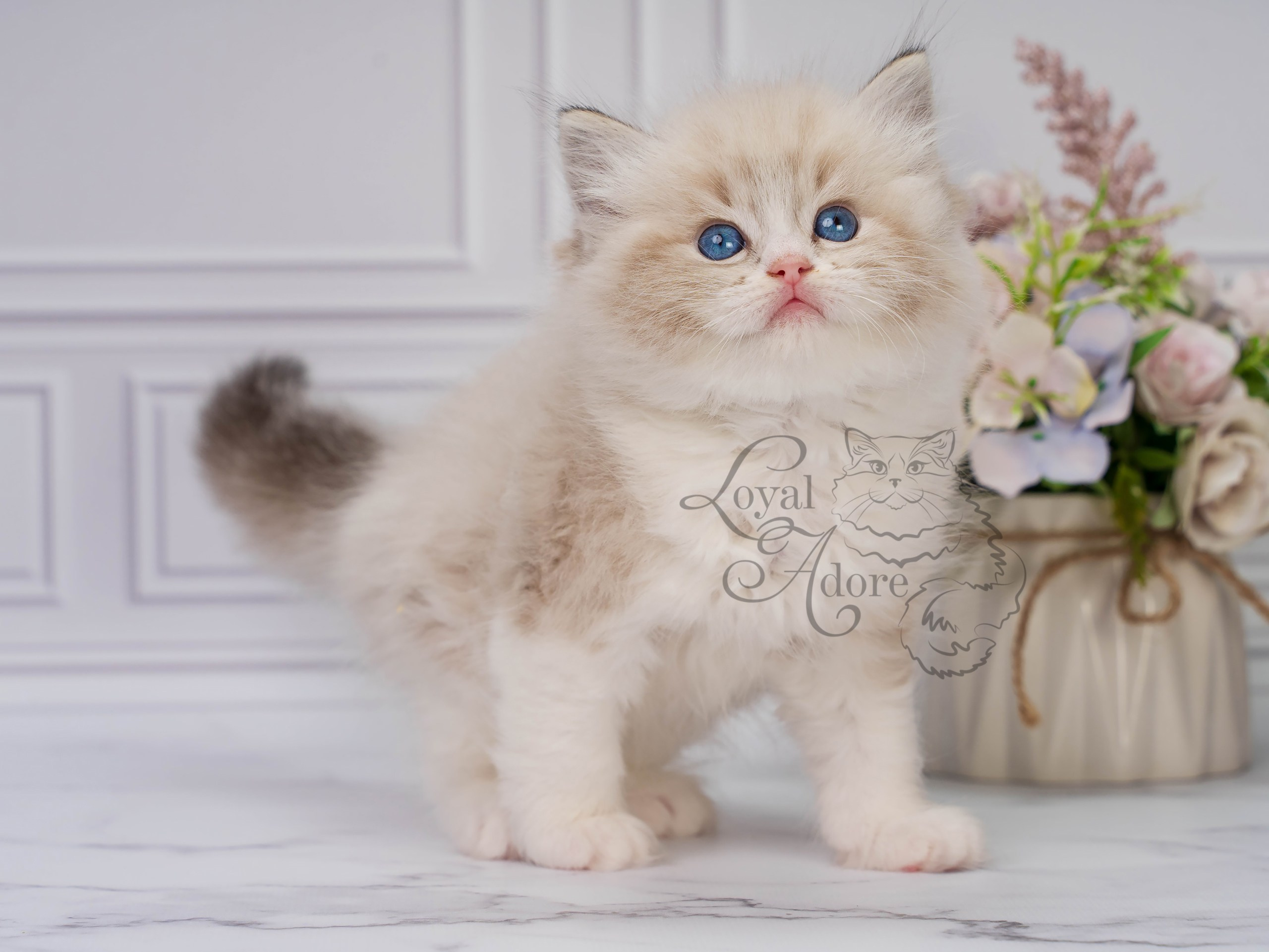 Котята рэгдолл от Loyal Adore. Питомник рэгдолл Loyal Adore