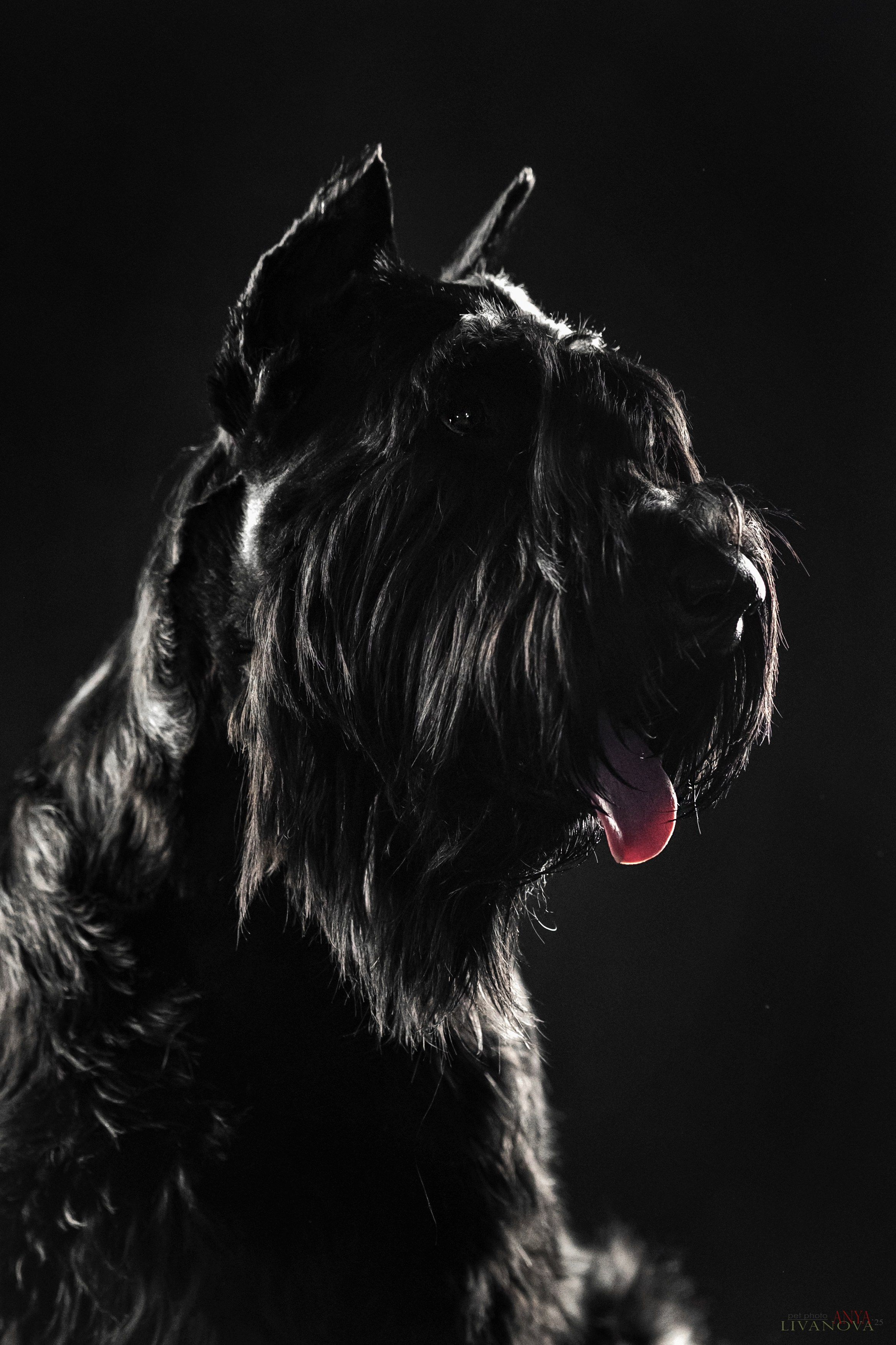 Берта. Фотограф анималист Аня Ливанова | Рыбинск