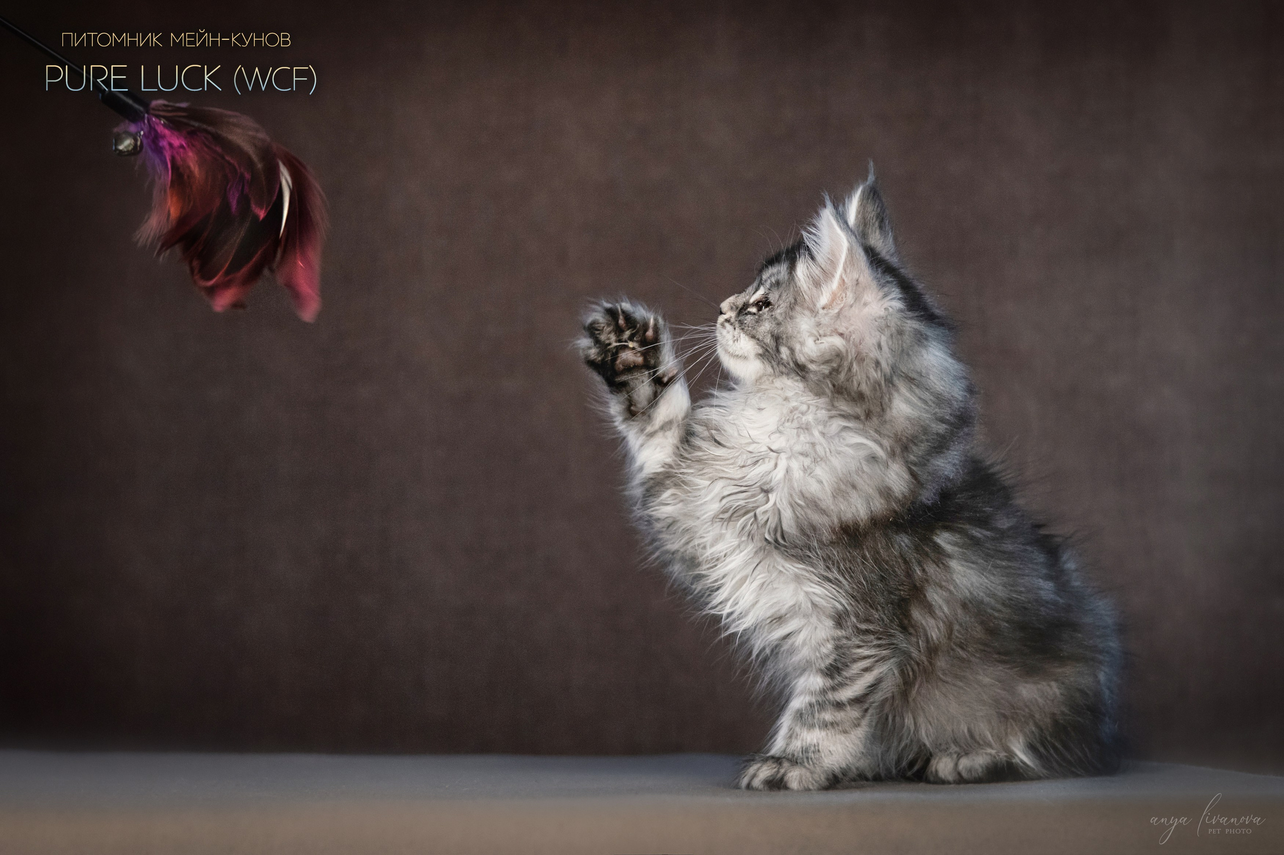 Мейнкуны. Фотограф анималист Аня Ливанова | Рыбинск