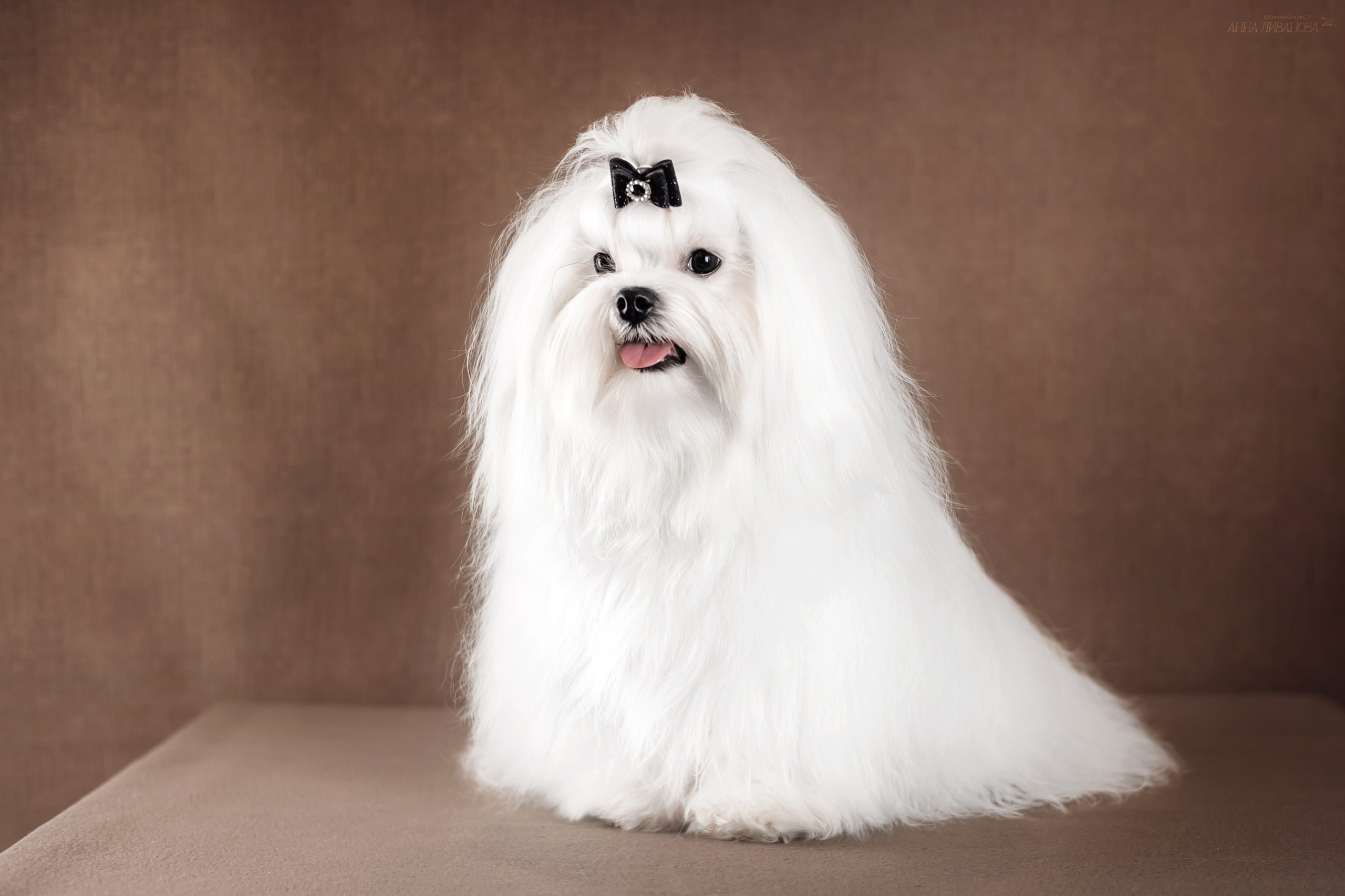 Мальтезе. Фотограф анималист Аня Ливанова | Рыбинск