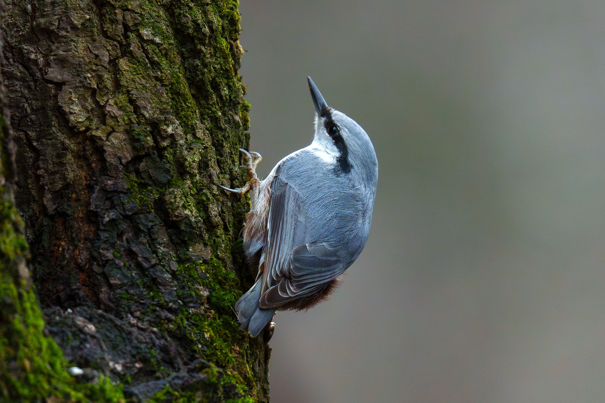 Удивительные мир птиц. Вокруг нас столько прекрасного — присмотритесь!. Ваш личный фотограф Марина Волкова