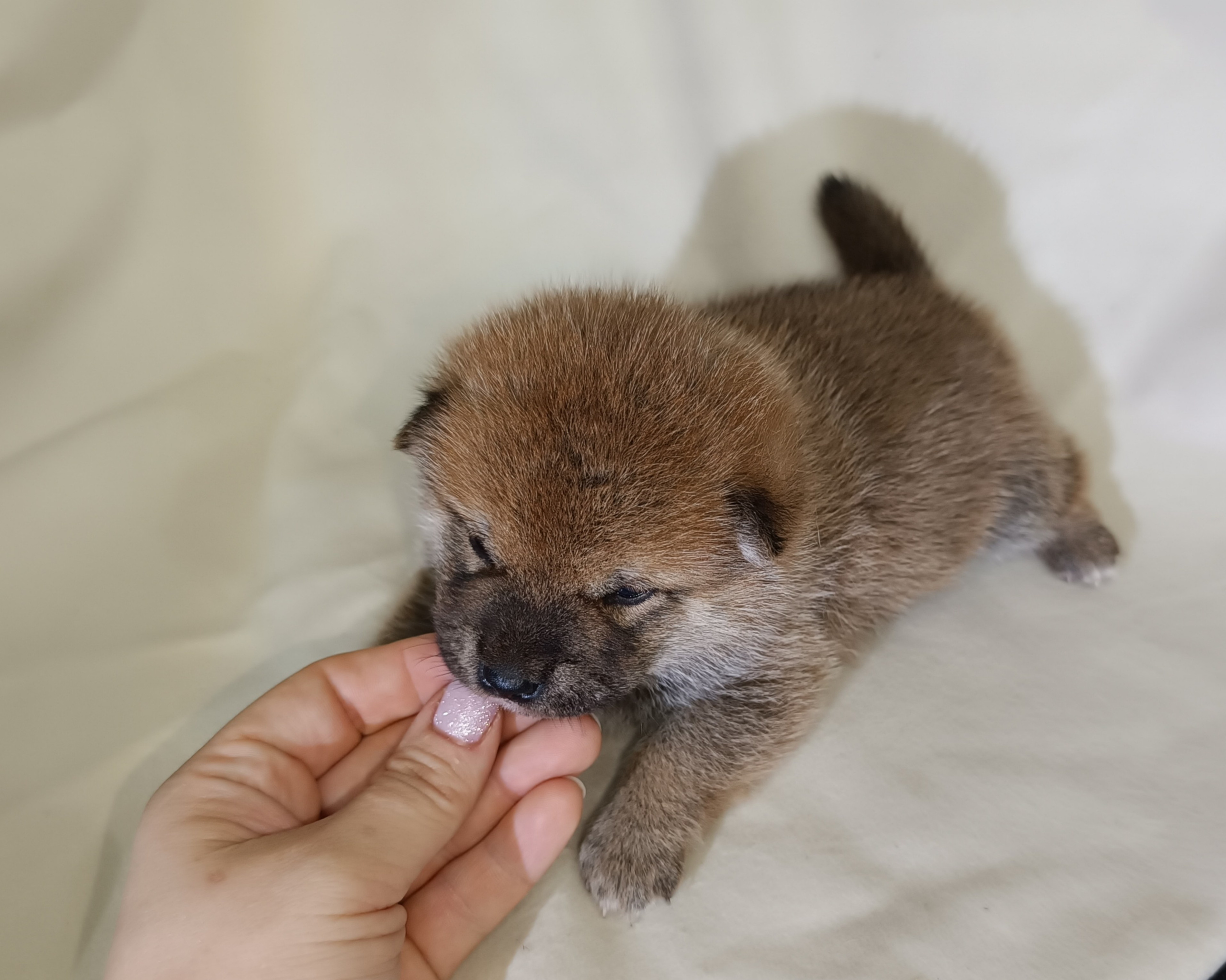 сиба питомник Рубилайт щенки на продажу rubylight  сиба щенки купить СПб Санкт-Петербург 