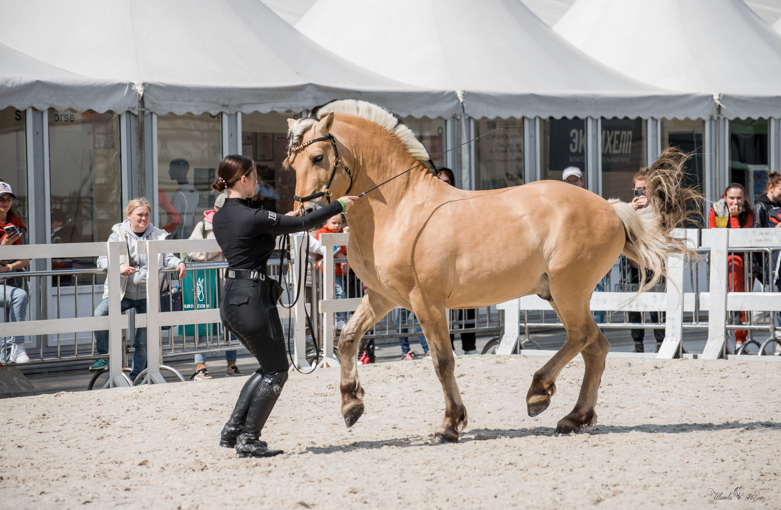 Эквирос, Москва. Конный фотограф в Саратове Юлия Иванова