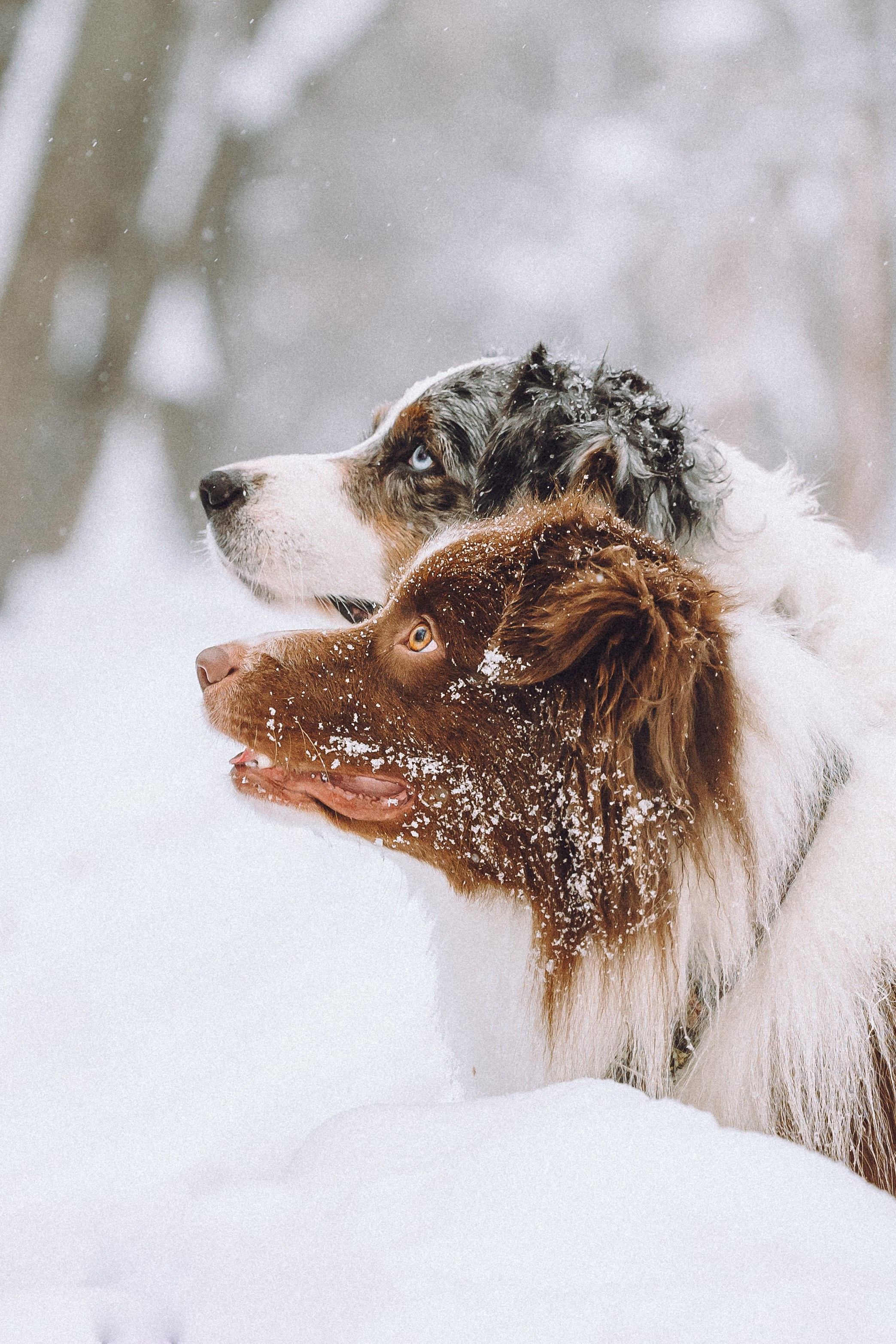Лена, Принц и Фенек