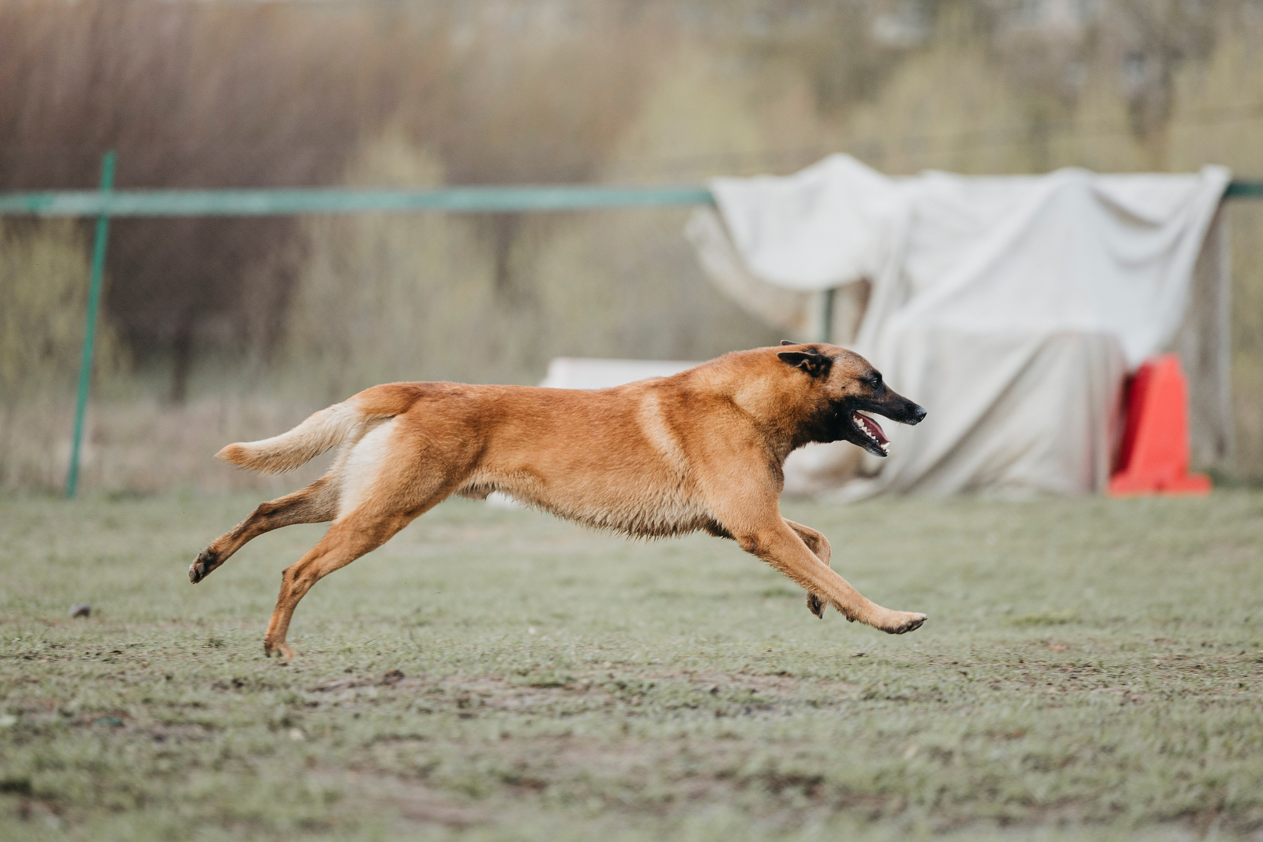 09.05.25 Вологда соревнования. Фотограф-анималист Анна Маринич