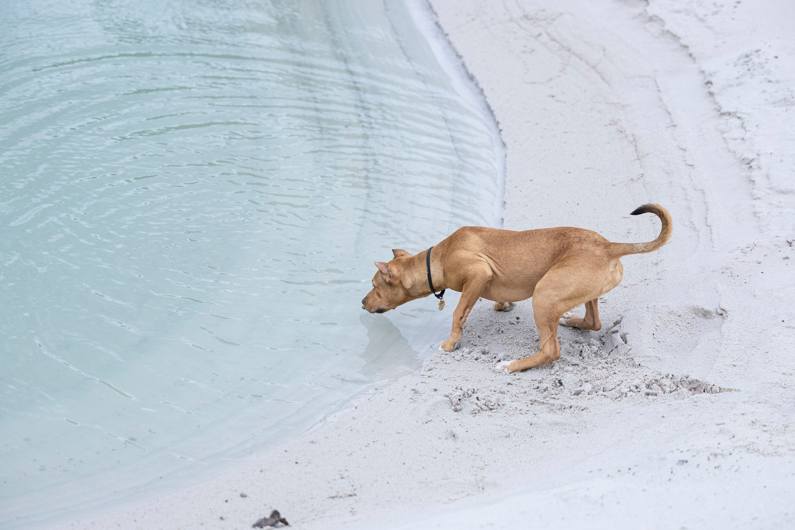 Лужские Мальдивы. Фотограф-анималист Анна Маринич