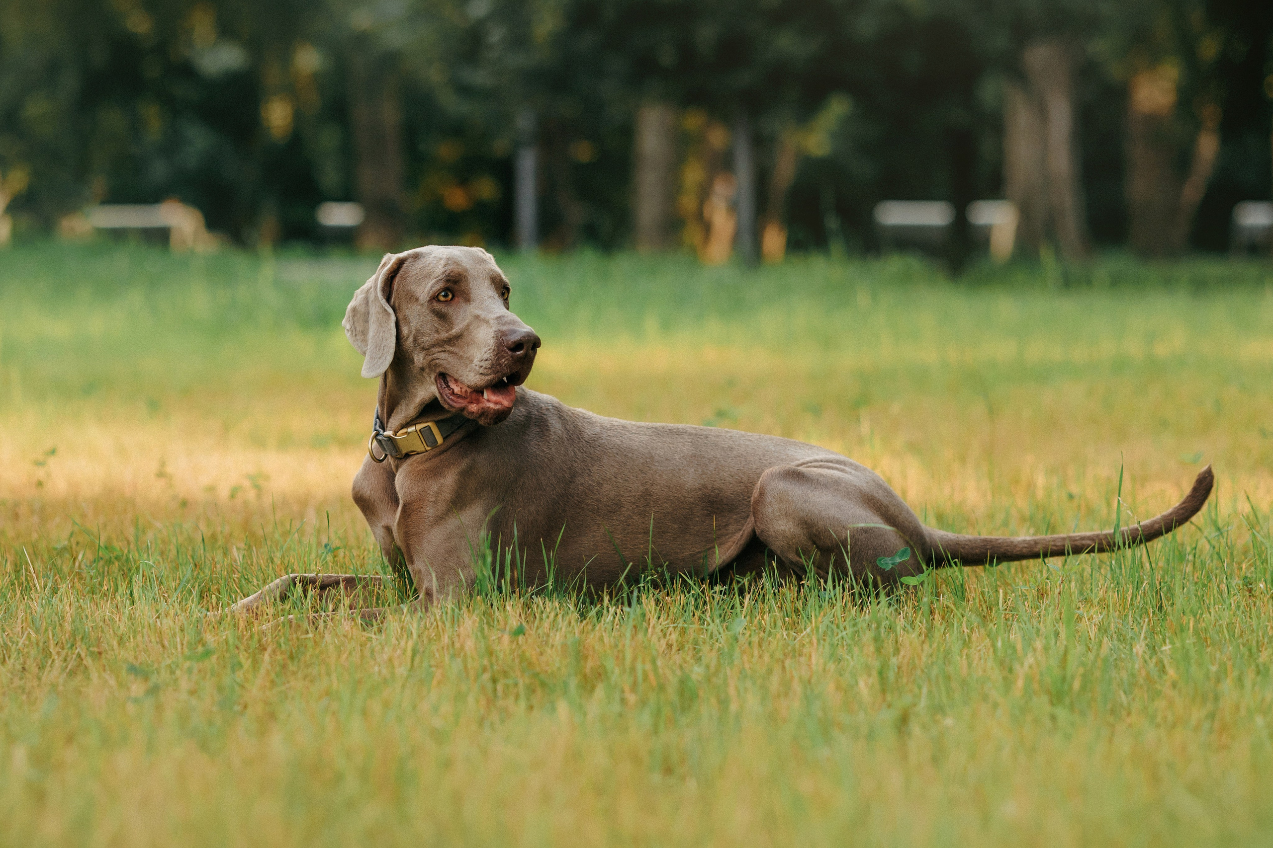 Соня и Майли. Фотограф-анималист Елена Радченко, Москва