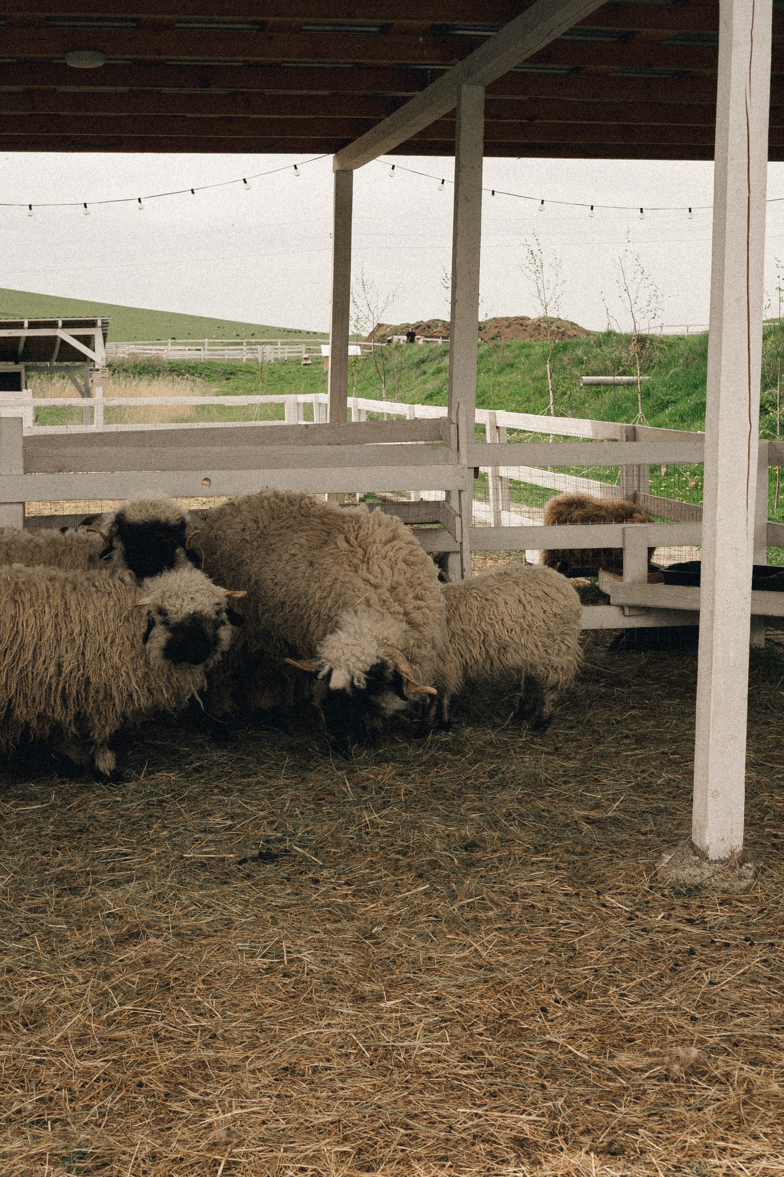 Ферма Альпак. Профессиональный фотограф, Санкт-Петербург — Виктория Богомолова