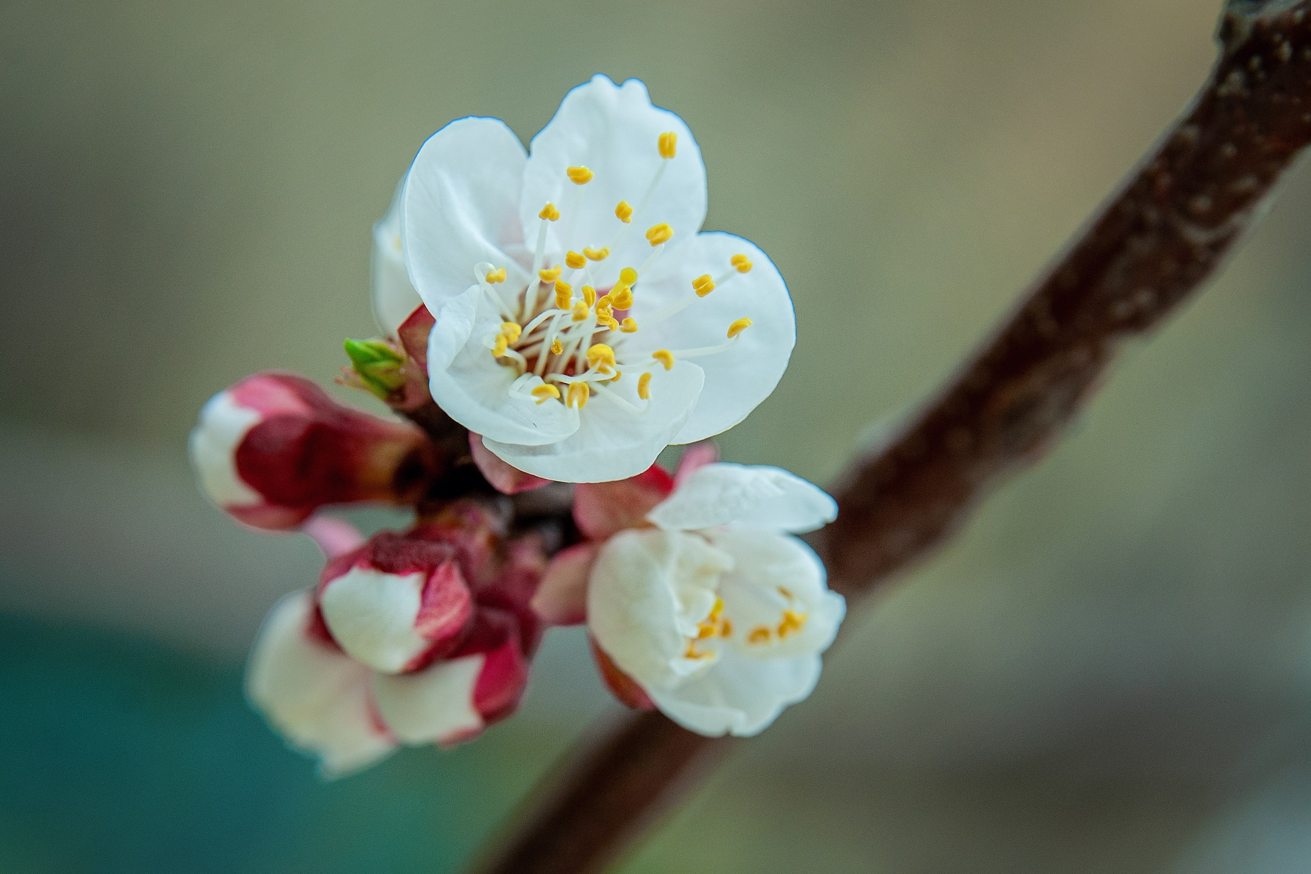 Весна. FotoGraf