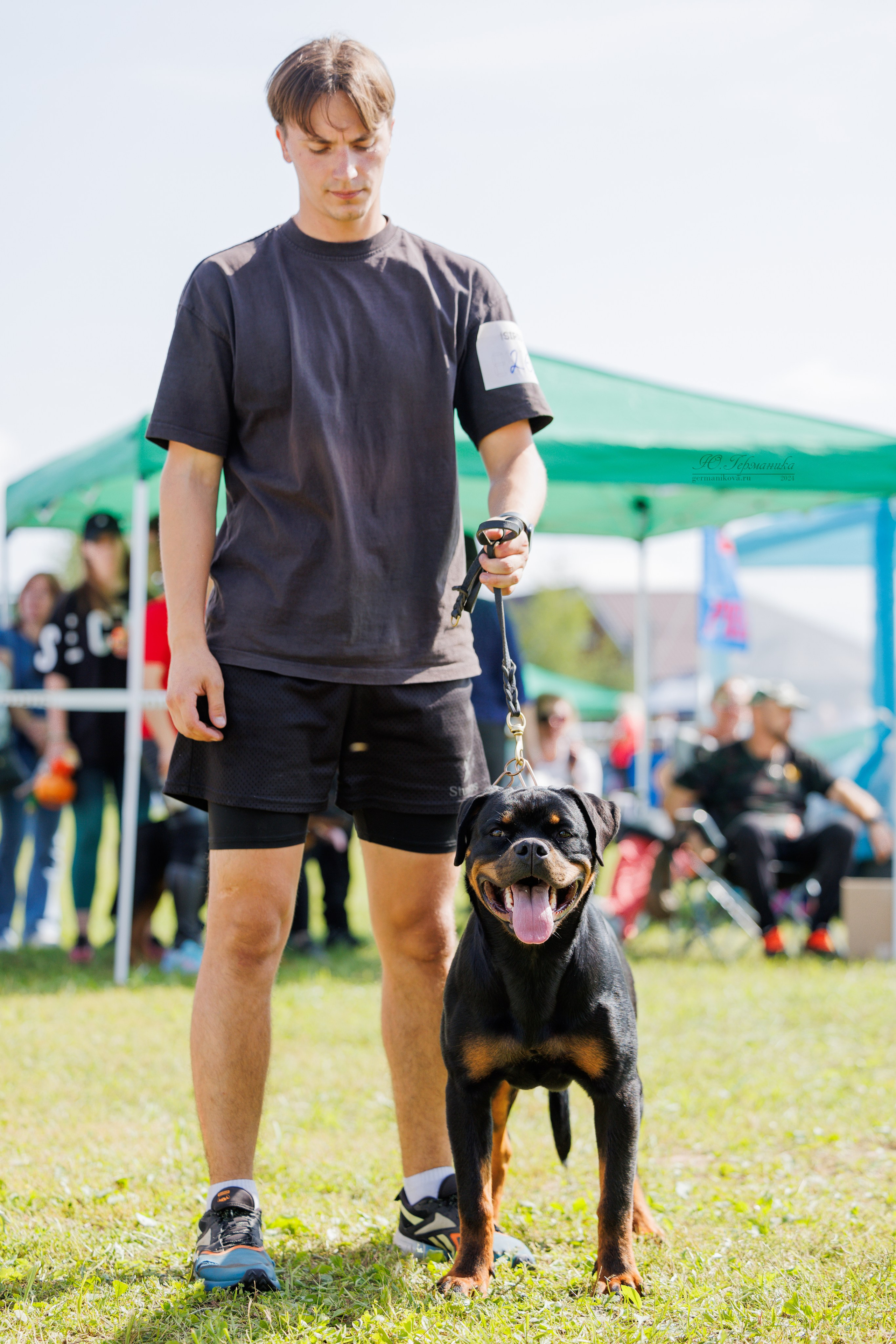 Нижний Новгород ротвейлеры 25.08.2024. Фотограф-анималист Юлия Германика