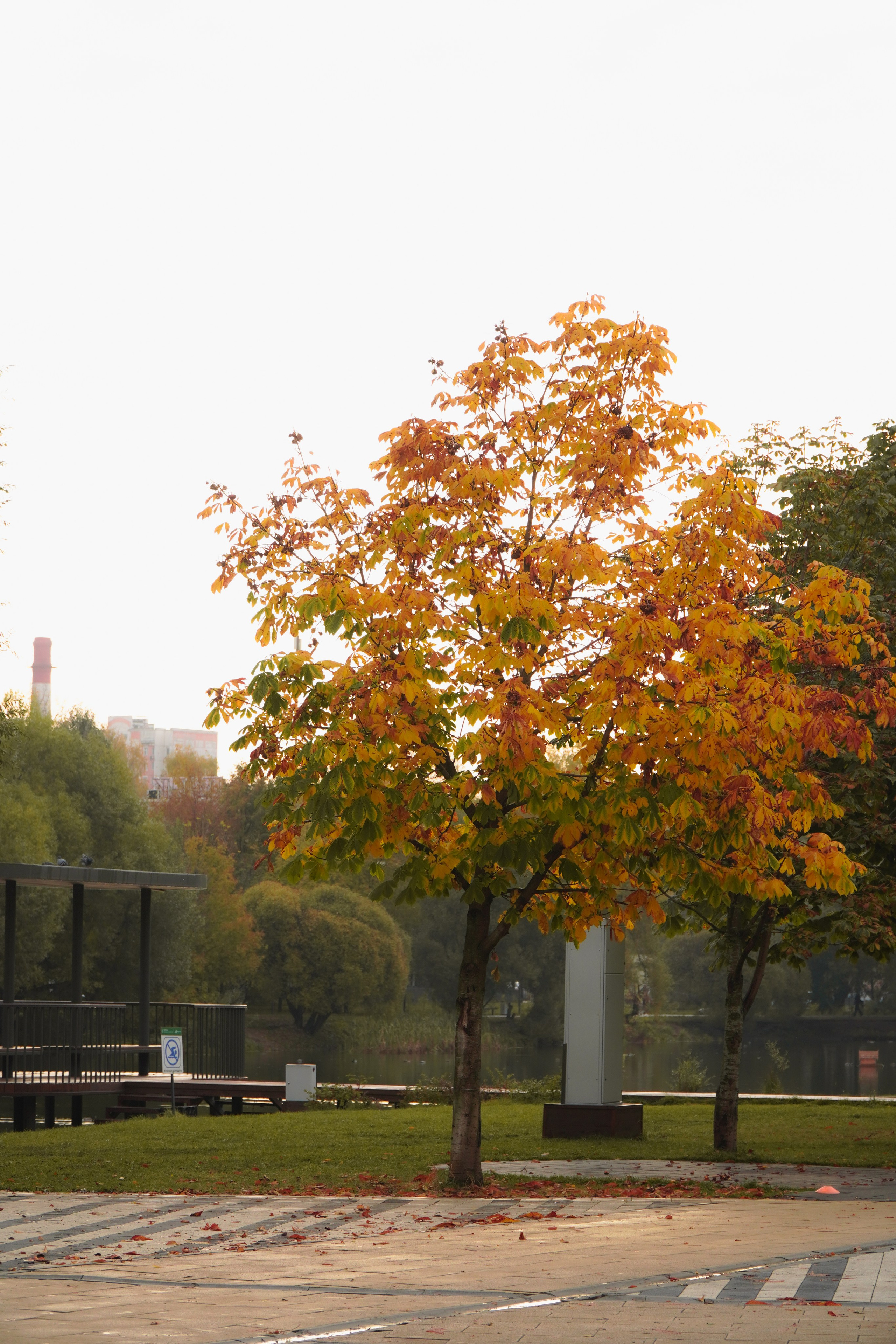 5 вёрст Наташинский 11 октября 2025. Роман Капилюшов. Бег. Фото. Видео. г. Люберцы