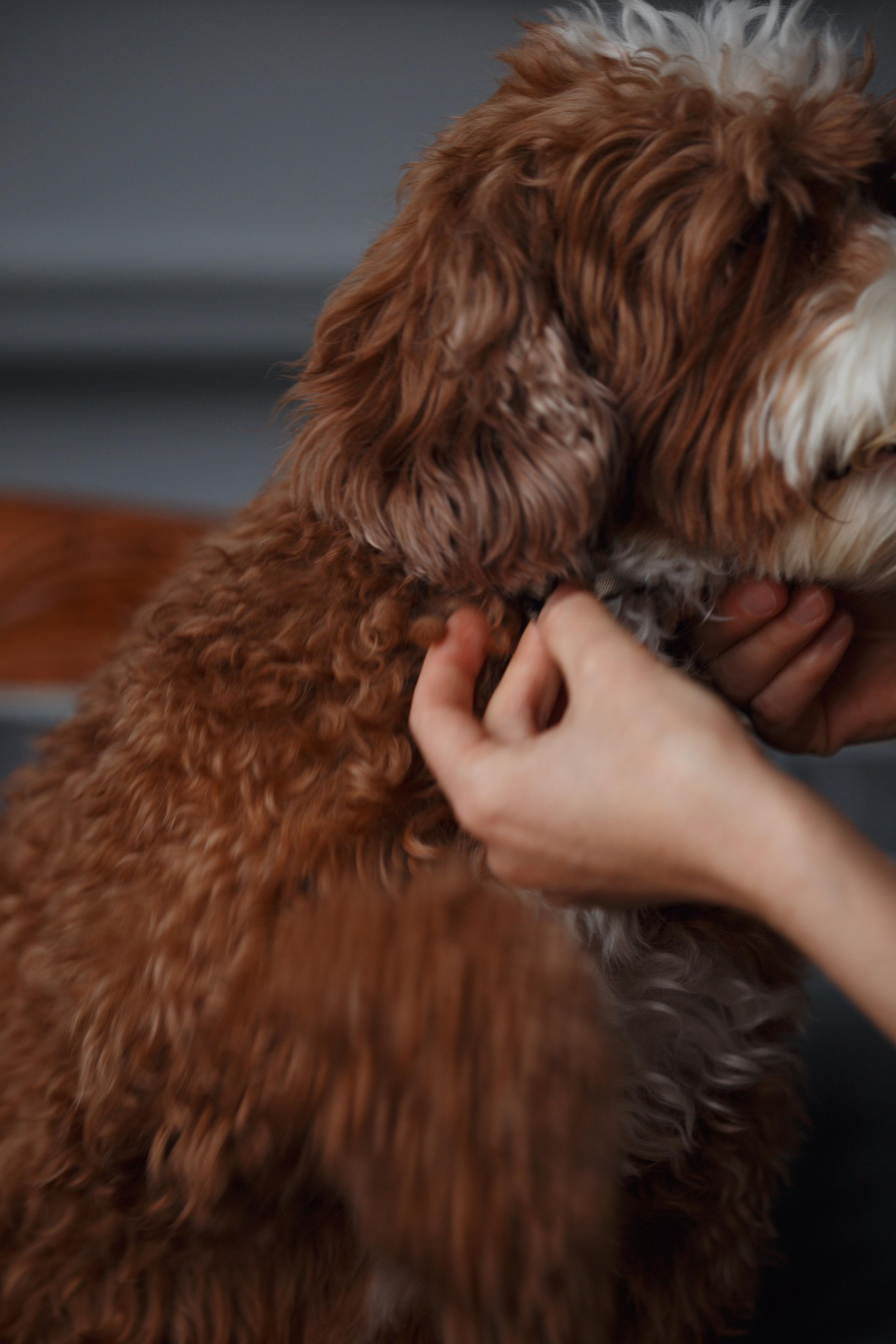 Bmbh лежанки и адресники. Фотограф анималист Кристина Карпова, Москва