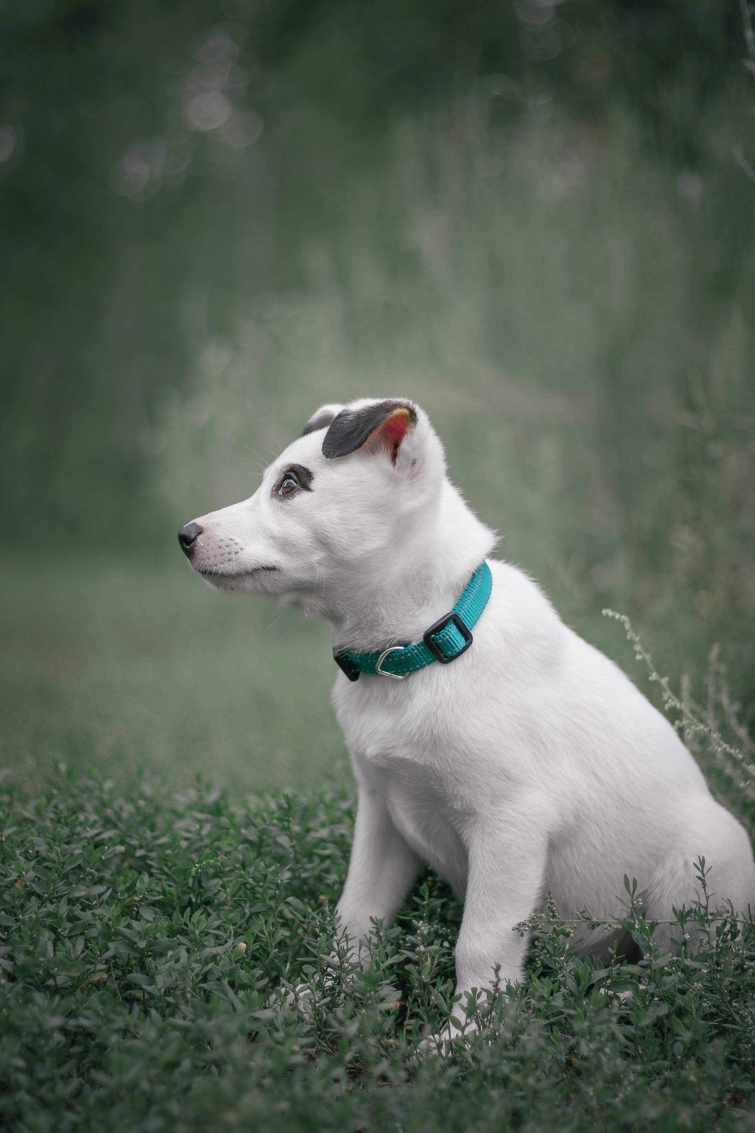 Фотосессия «Булка и Артём» — первый щенок, утренний свет, художественные фото | Воронеж, Липецк. Фотограф — анималист Алина Иванова