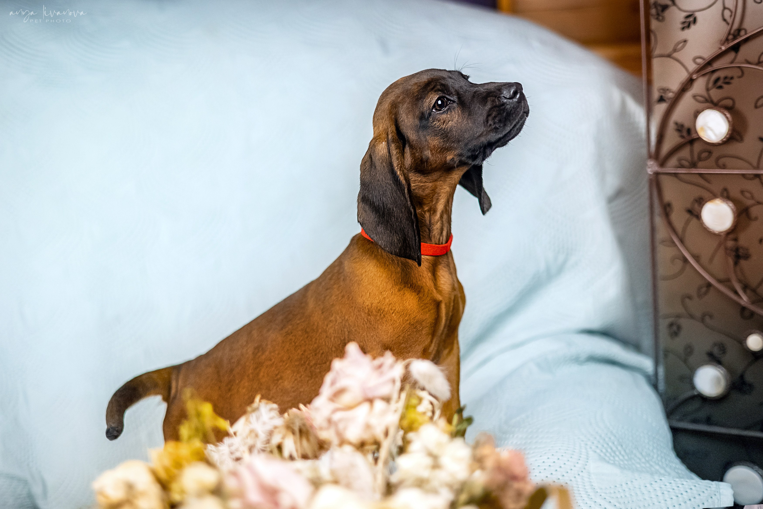 Баварцы. Фотограф анималист Аня Ливанова | Рыбинск