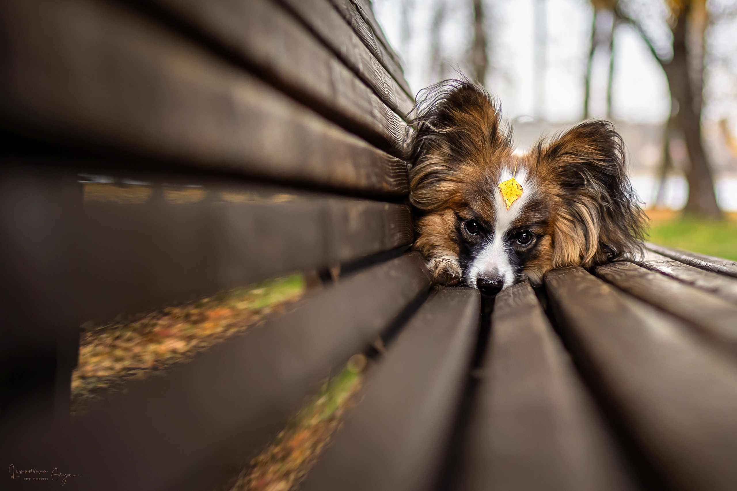 Хьюстон. Фотограф анималист Аня Ливанова | Рыбинск