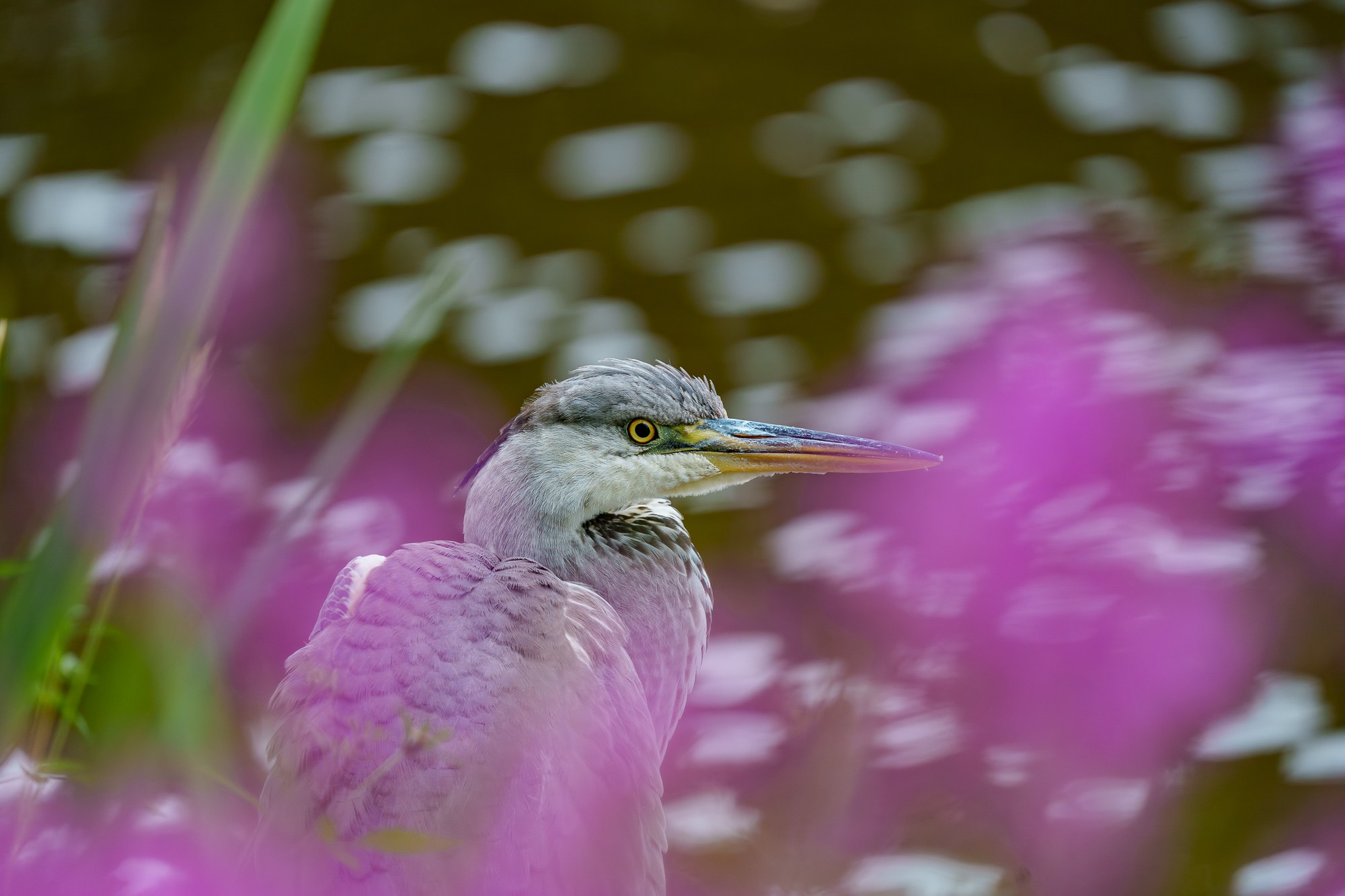 Удивительные мир птиц. Вокруг нас столько прекрасного — присмотритесь!. Ваш личный фотограф Марина Волкова