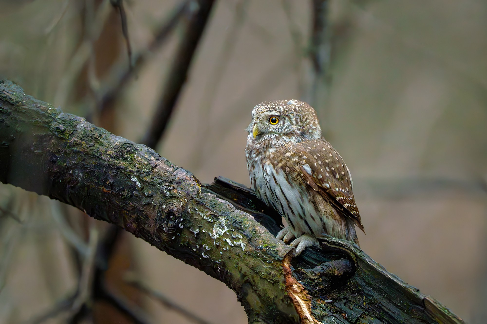 Удивительные мир птиц. Вокруг нас столько прекрасного — присмотритесь!. Ваш личный фотограф Марина Волкова
