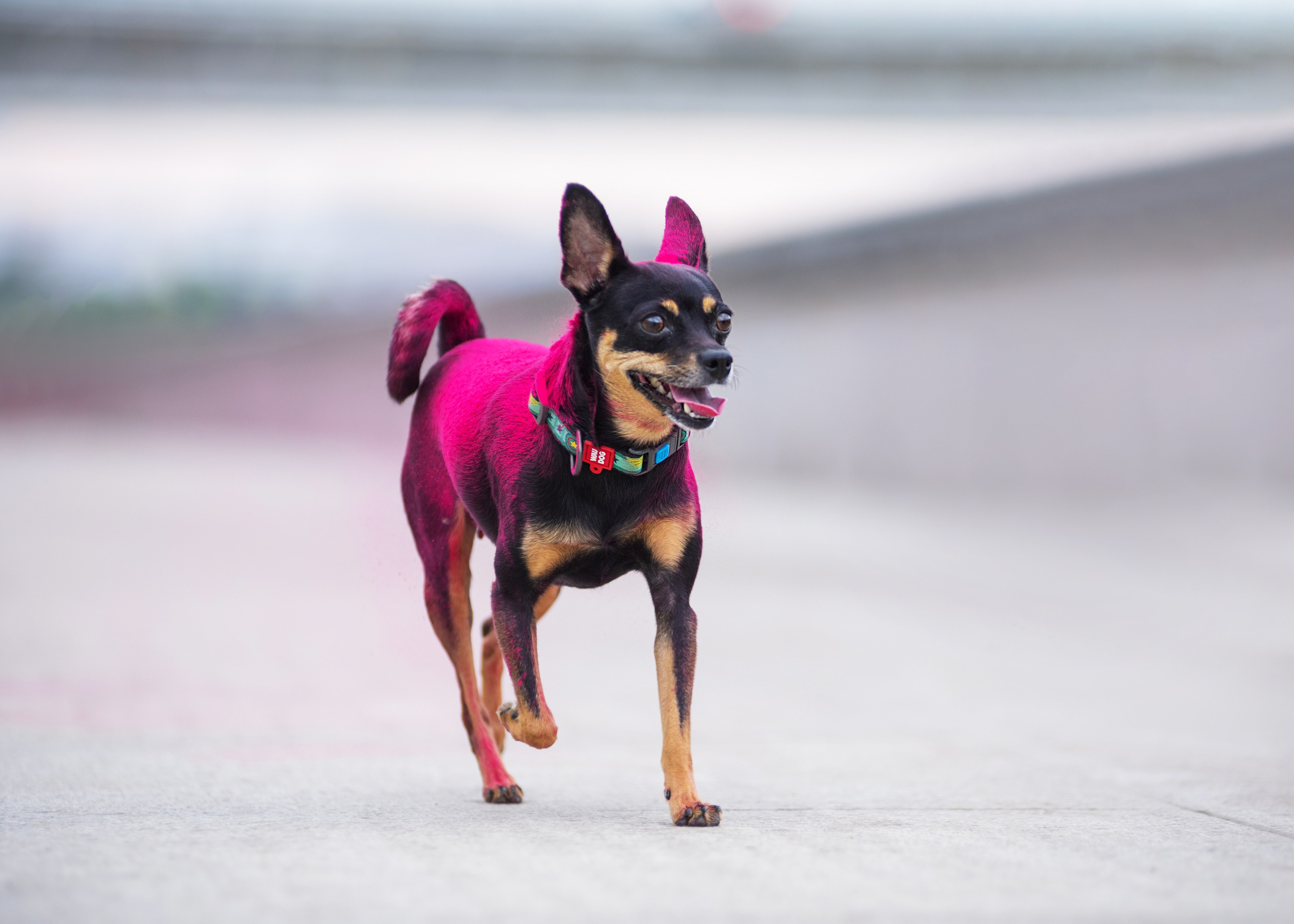 Мотя и краски холли. Дог-фотограф в Тюмени Александра Королева