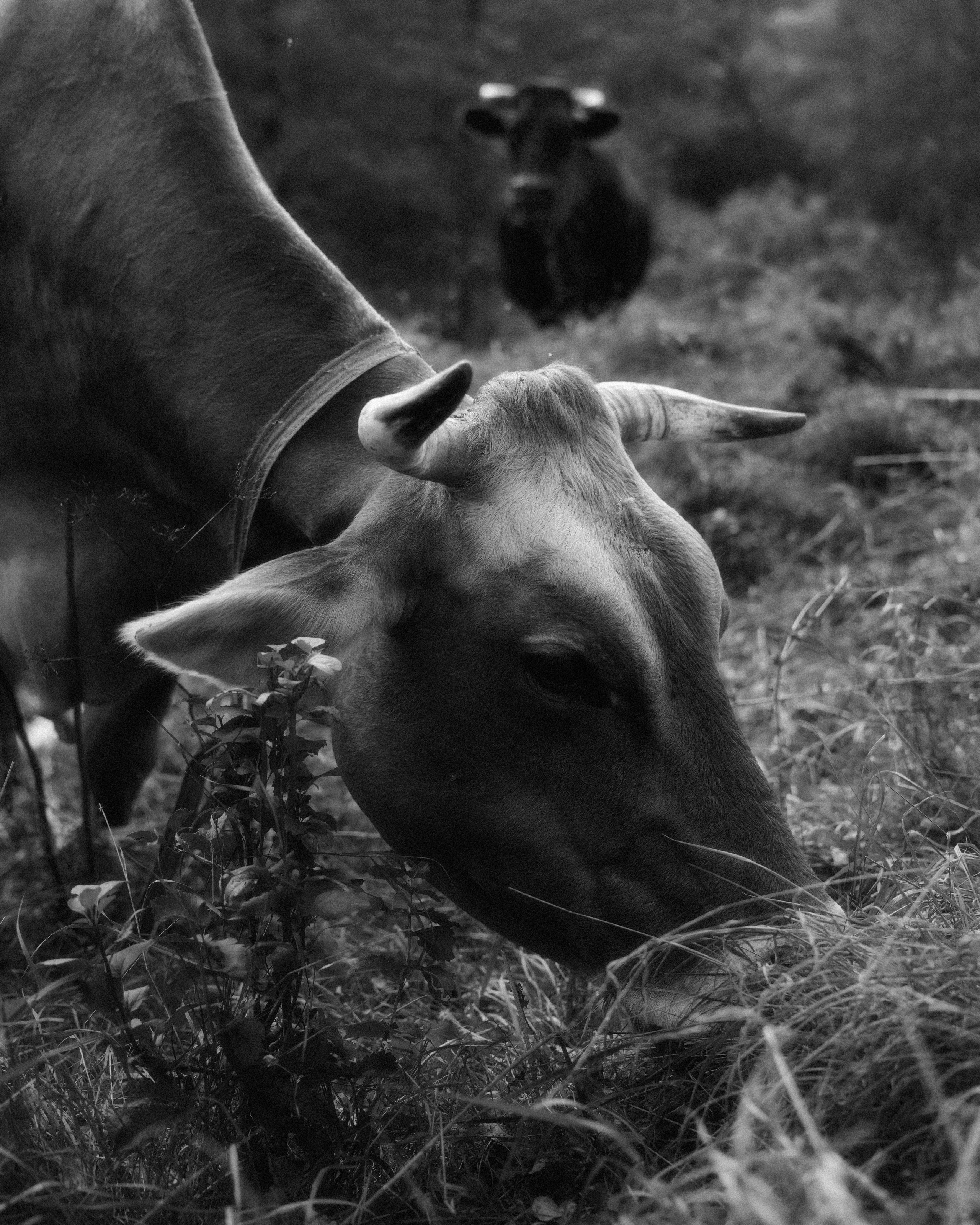 KALUGA. ANNA — PHOTOGRAPHER