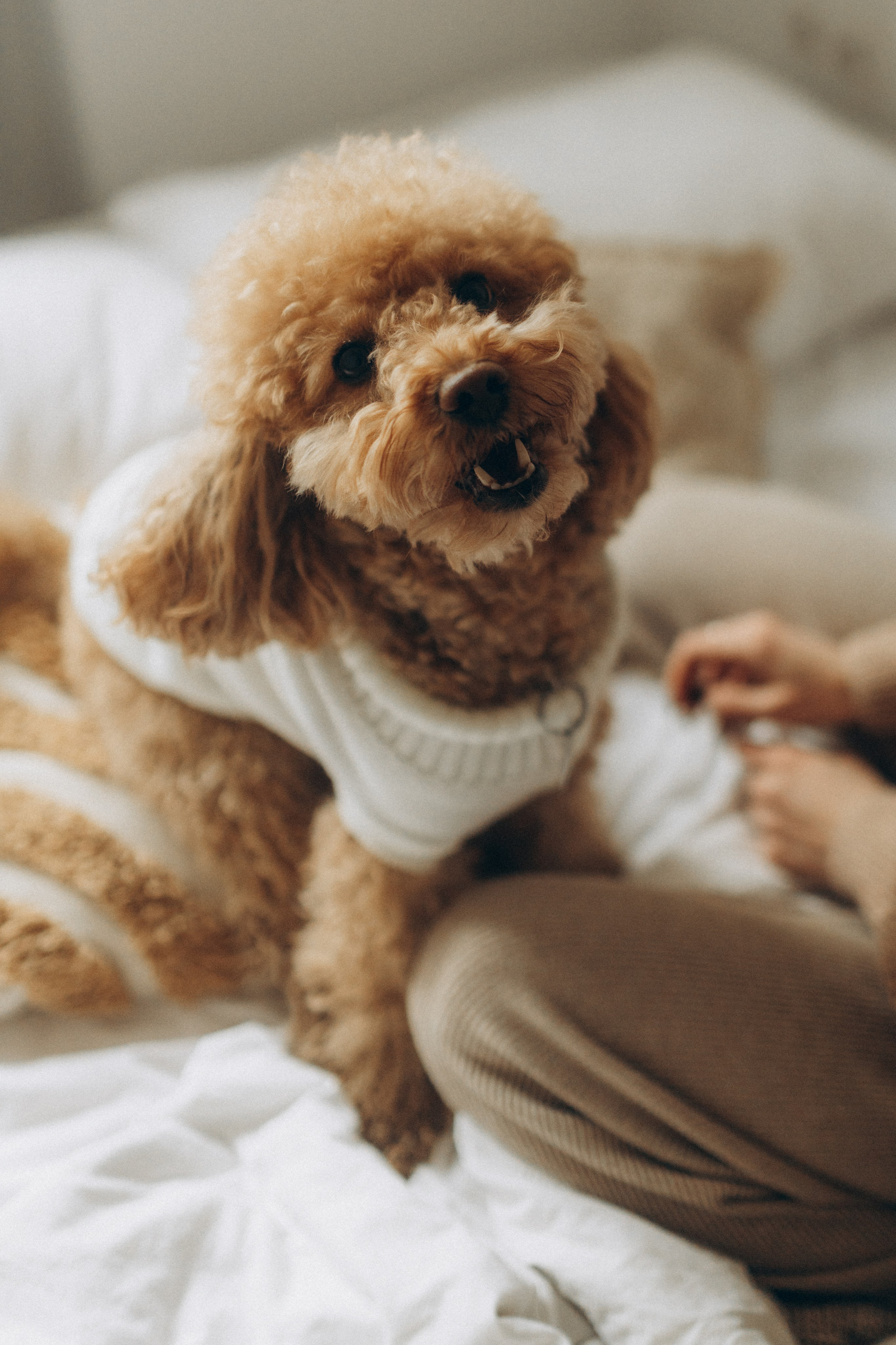 Маша, Ваня & Барни. Фотограф НОГИНСК, Москва, Анастасия Белая