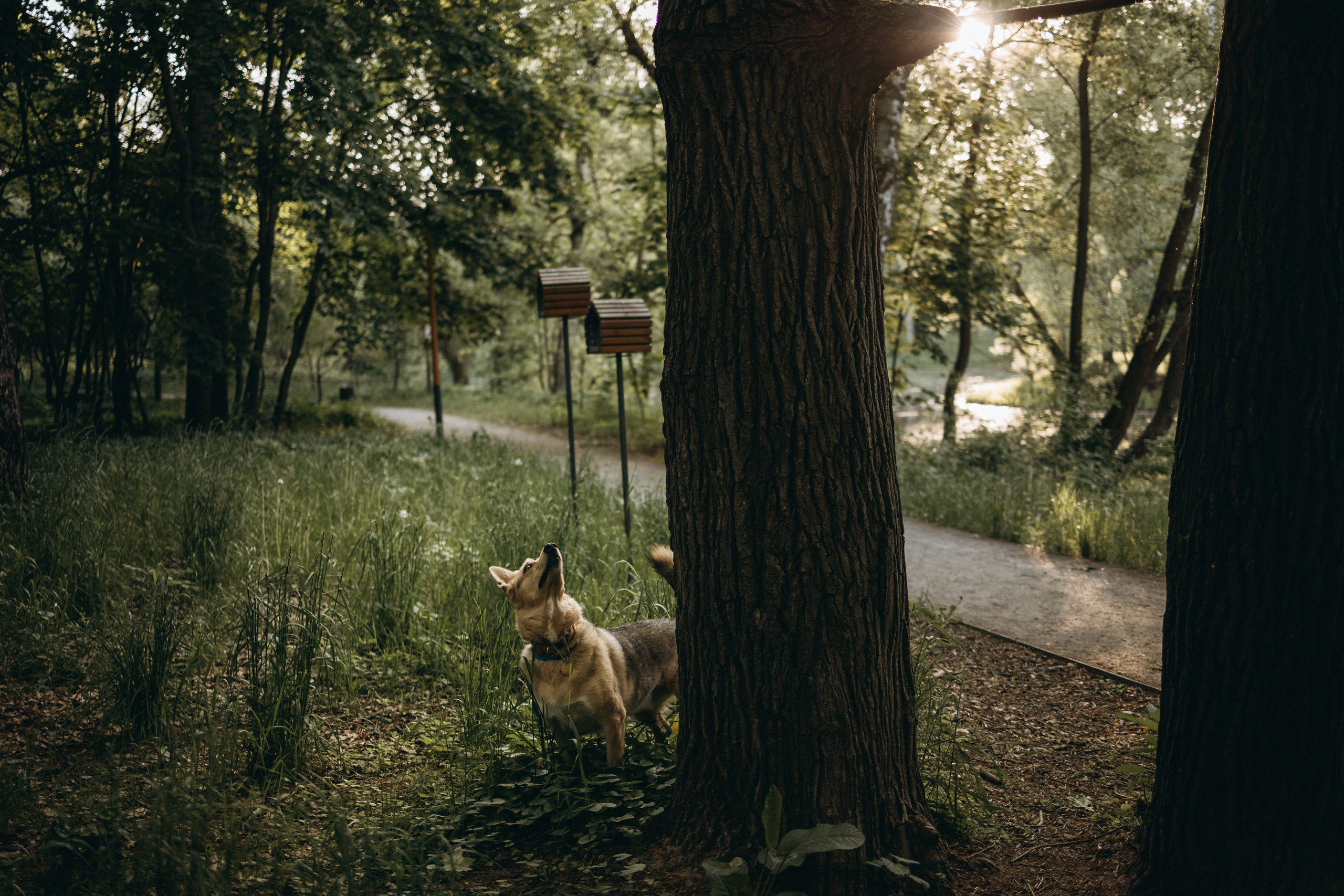 Татьяна, Сергей и их Булочка и Пончик. Фотограф — Анималист | Санкт-Петербург
