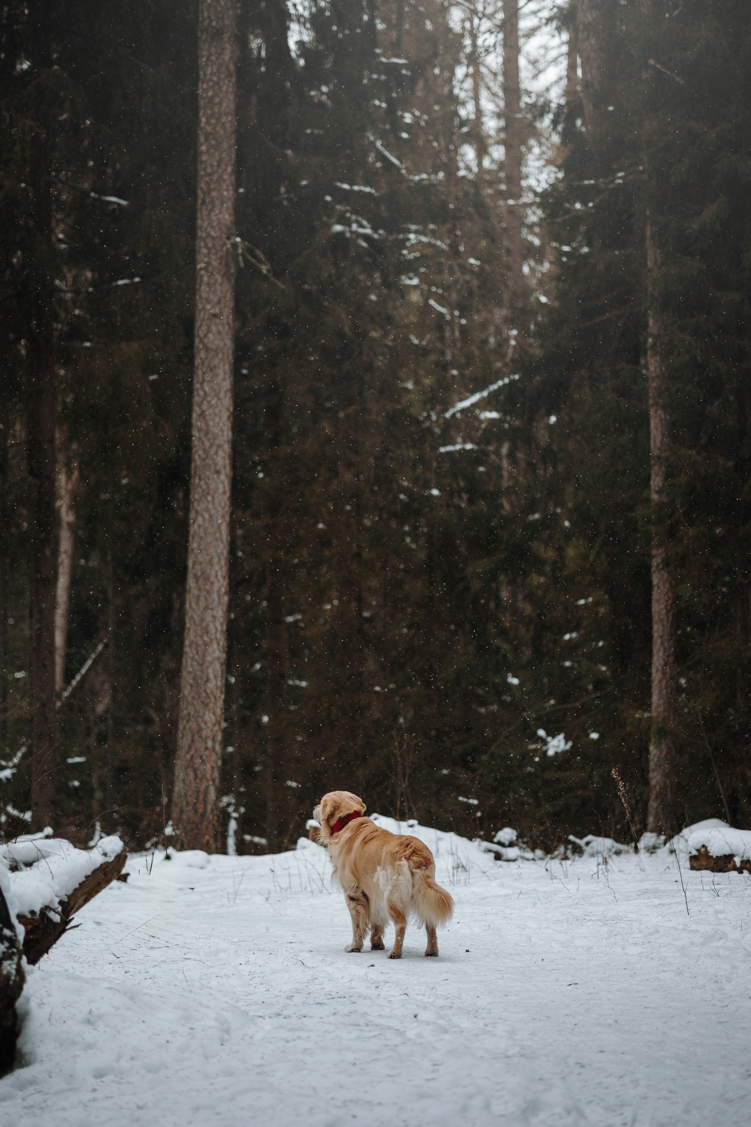 Вика и Лёва. Фотограф — Анималист | Санкт-Петербург