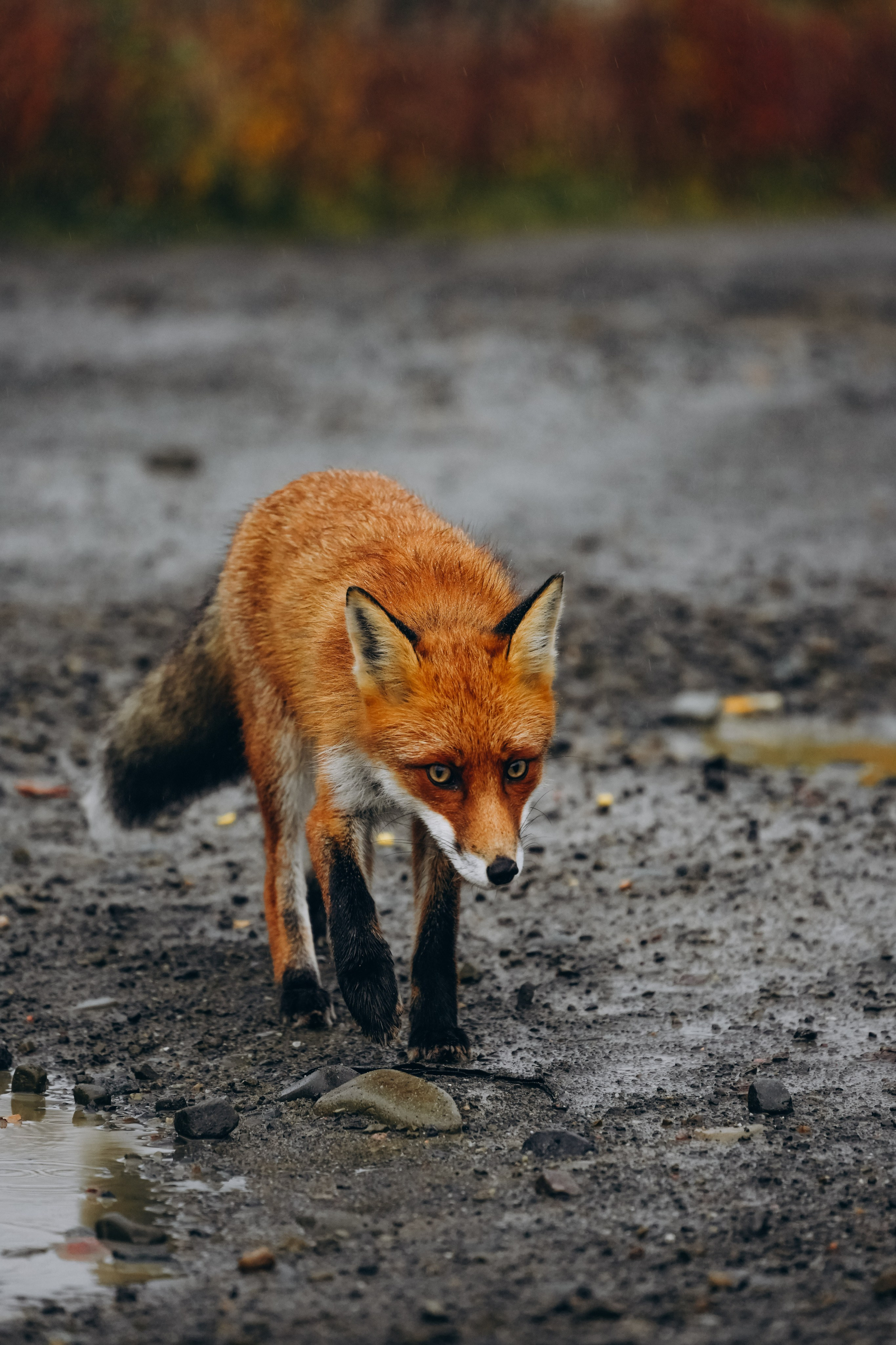 СЕВЕР. Event фотограф Степанова Александра