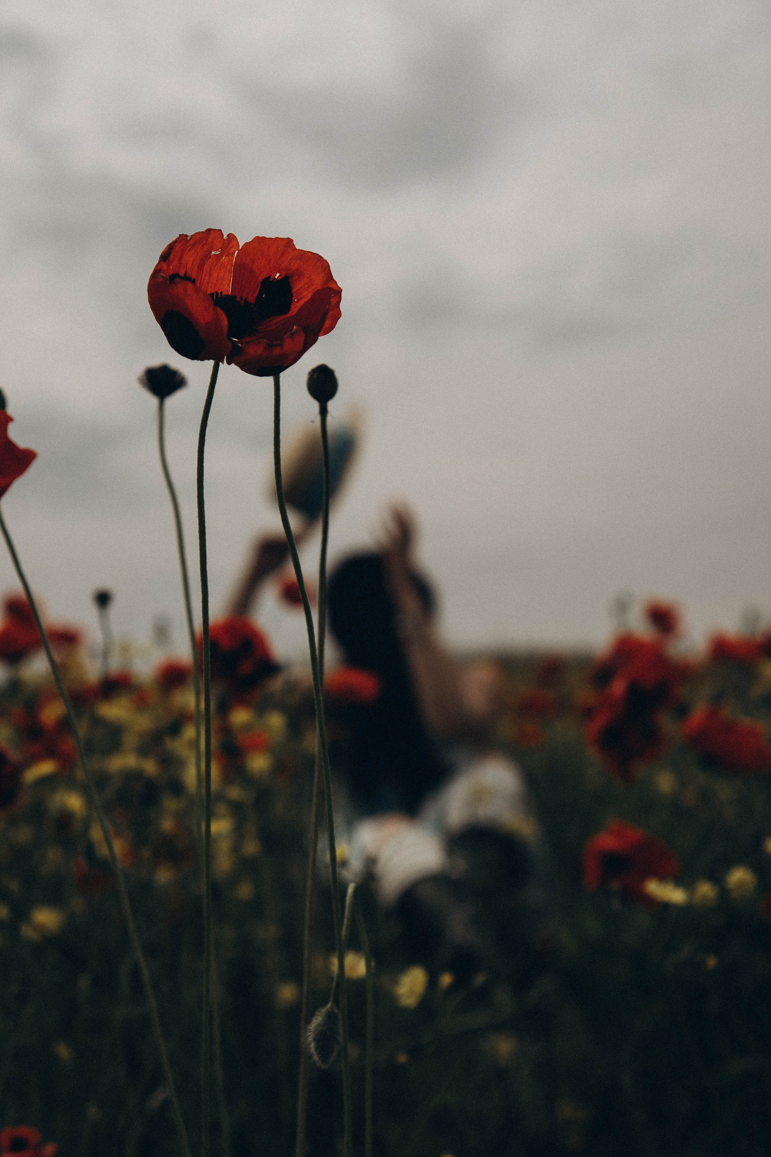 Цветочная поляна. Профессиональный фотограф, Санкт-Петербург — Виктория Богомолова