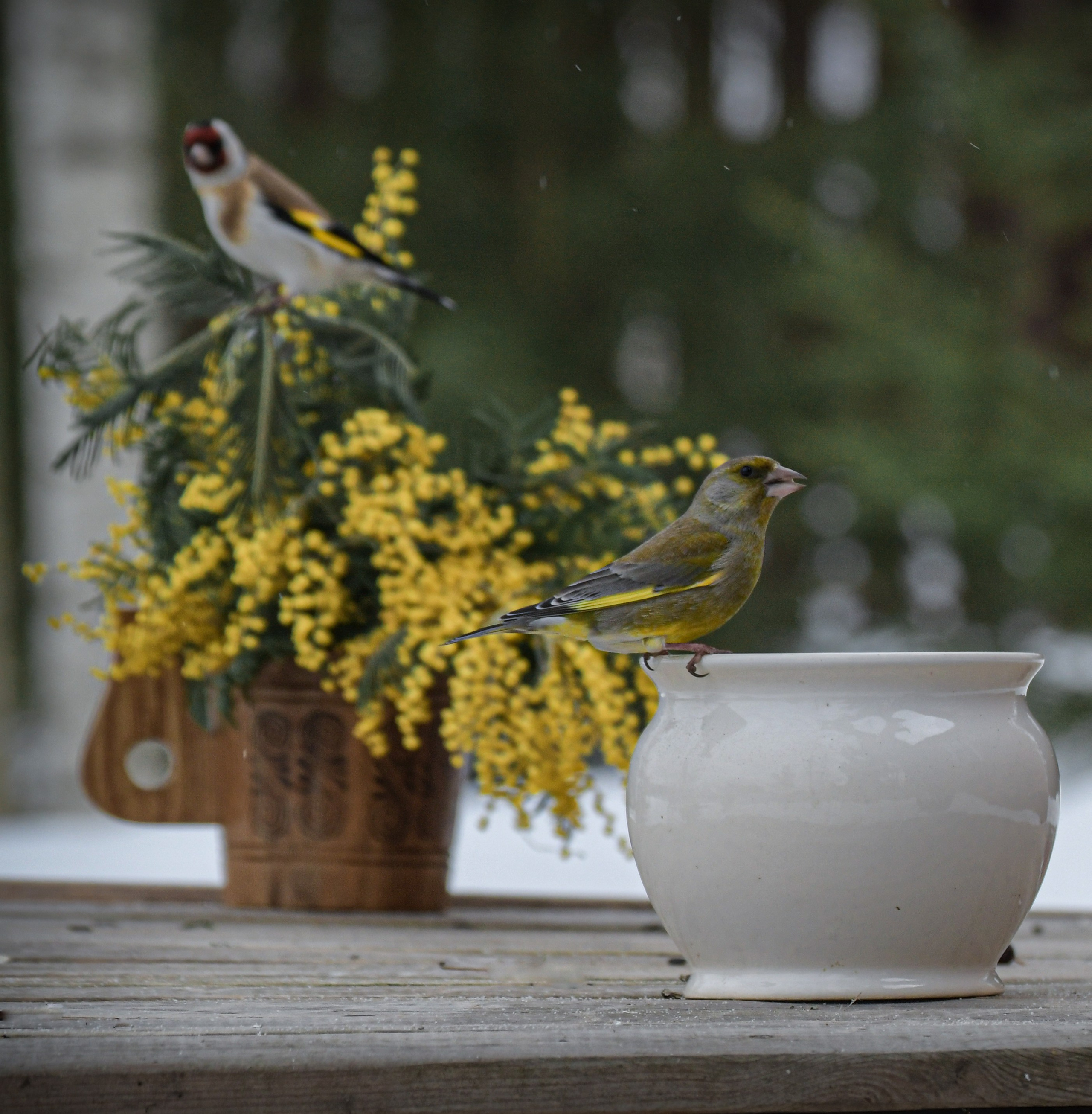 Натюрморты с птицами. В созвучии с природой. Фотограф Светлана В. Пронина, Москва
