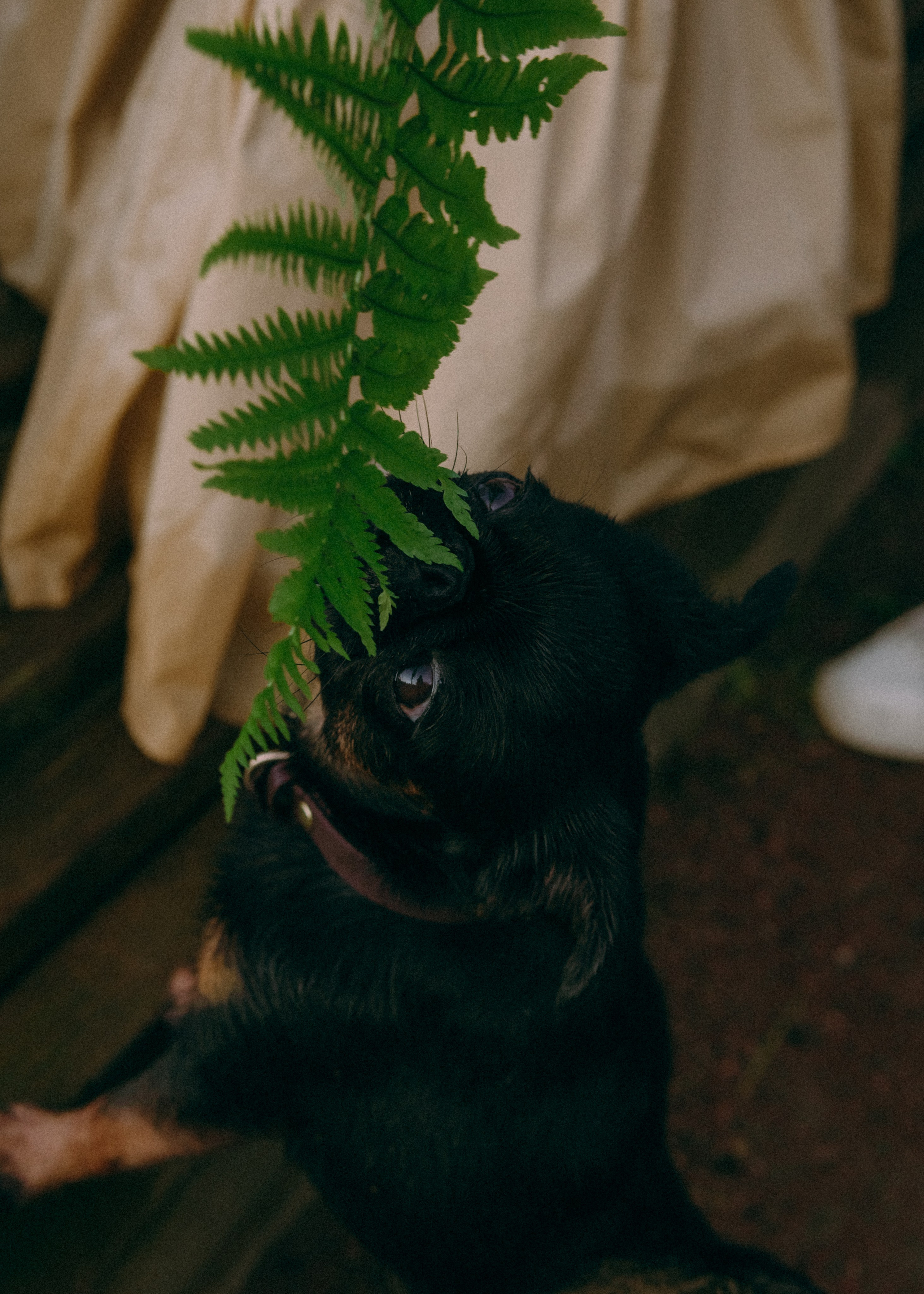 Оксана, Кирилл и Кеша. Фотограф-анималист Ксения Воробьева, Москва