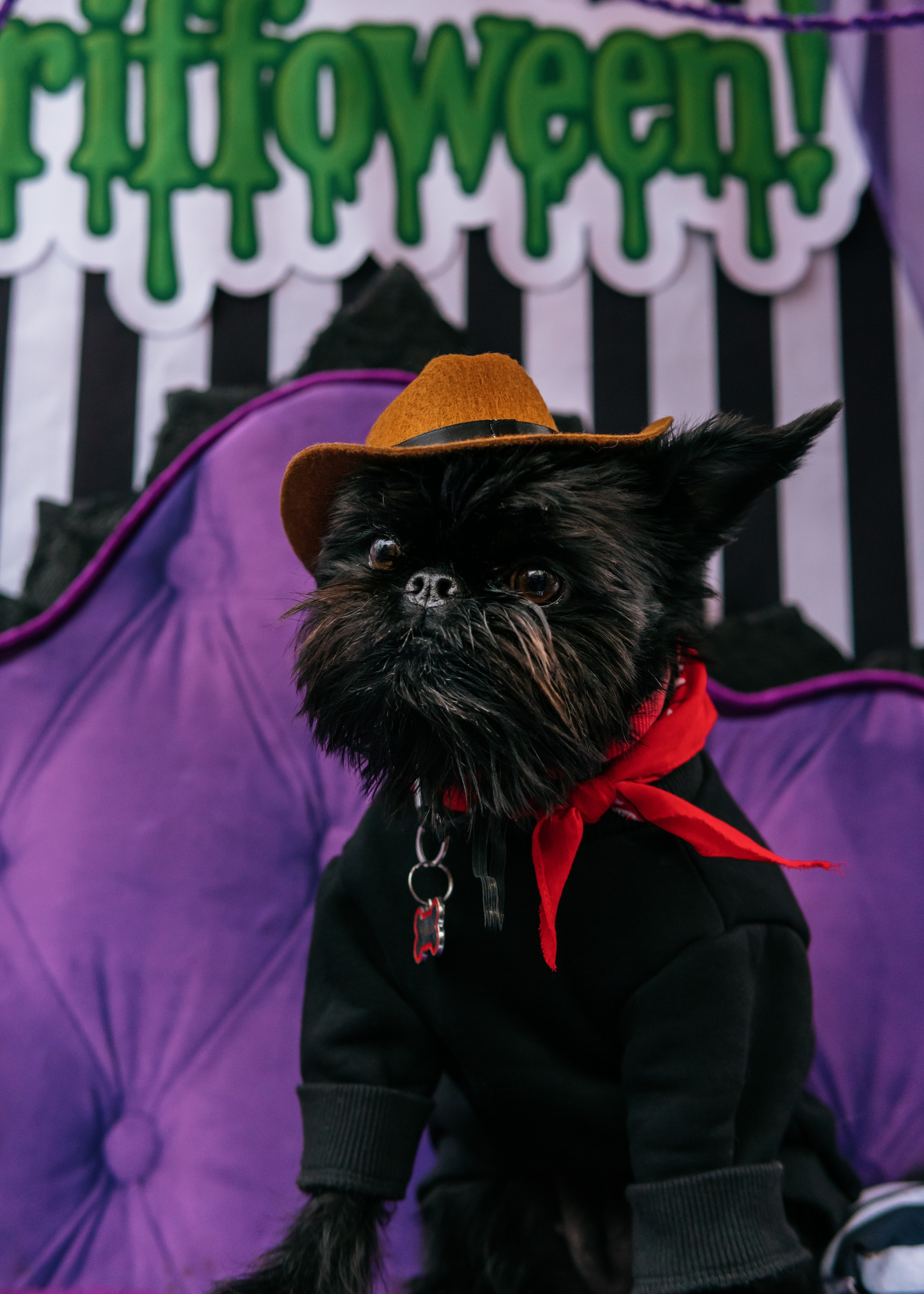 Тематическая встреча породников «Griffween». Фотограф-анималист Ксения Воробьева, Москва