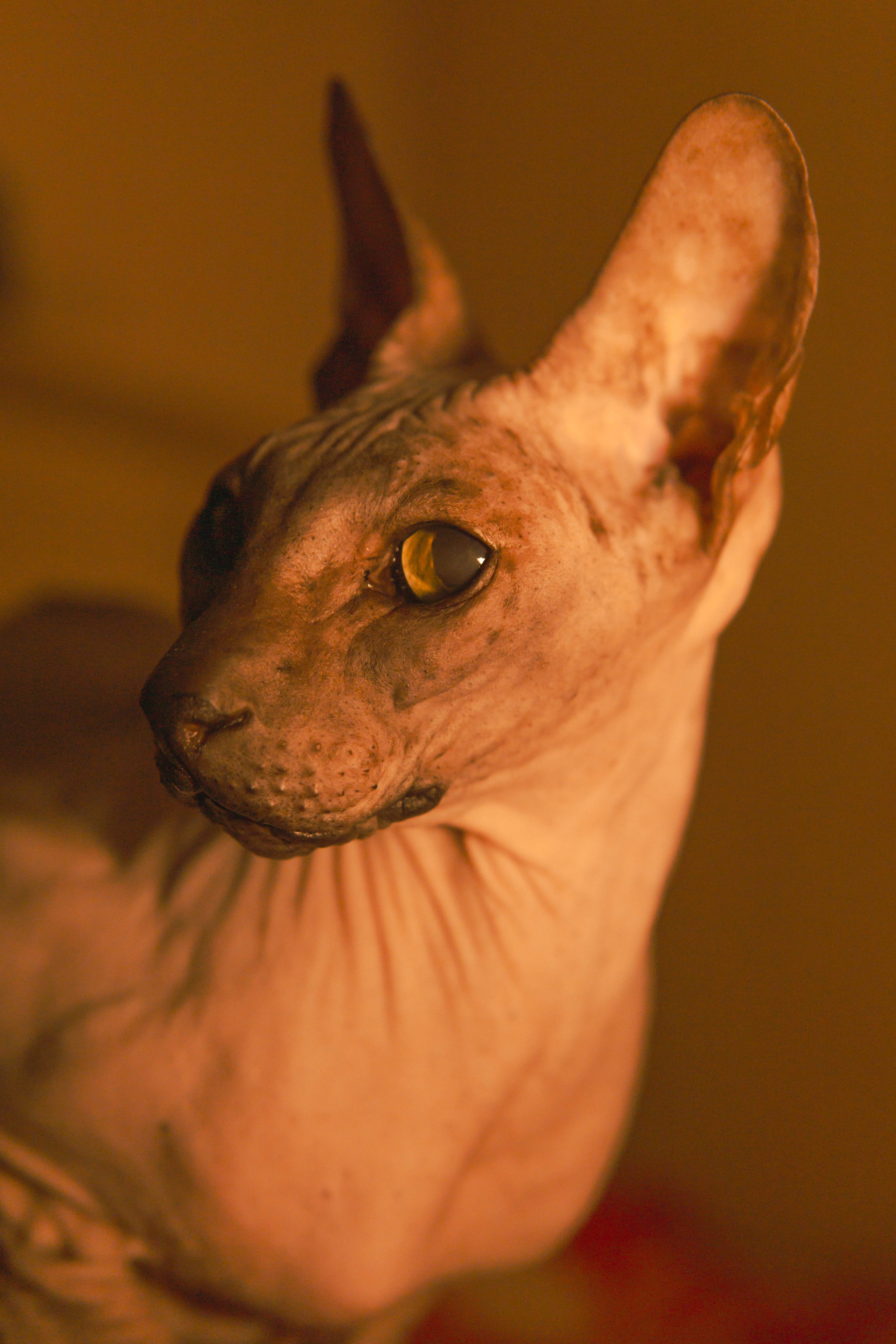 Бандит. Фотограф-анималист Ксения Воробьева, Москва