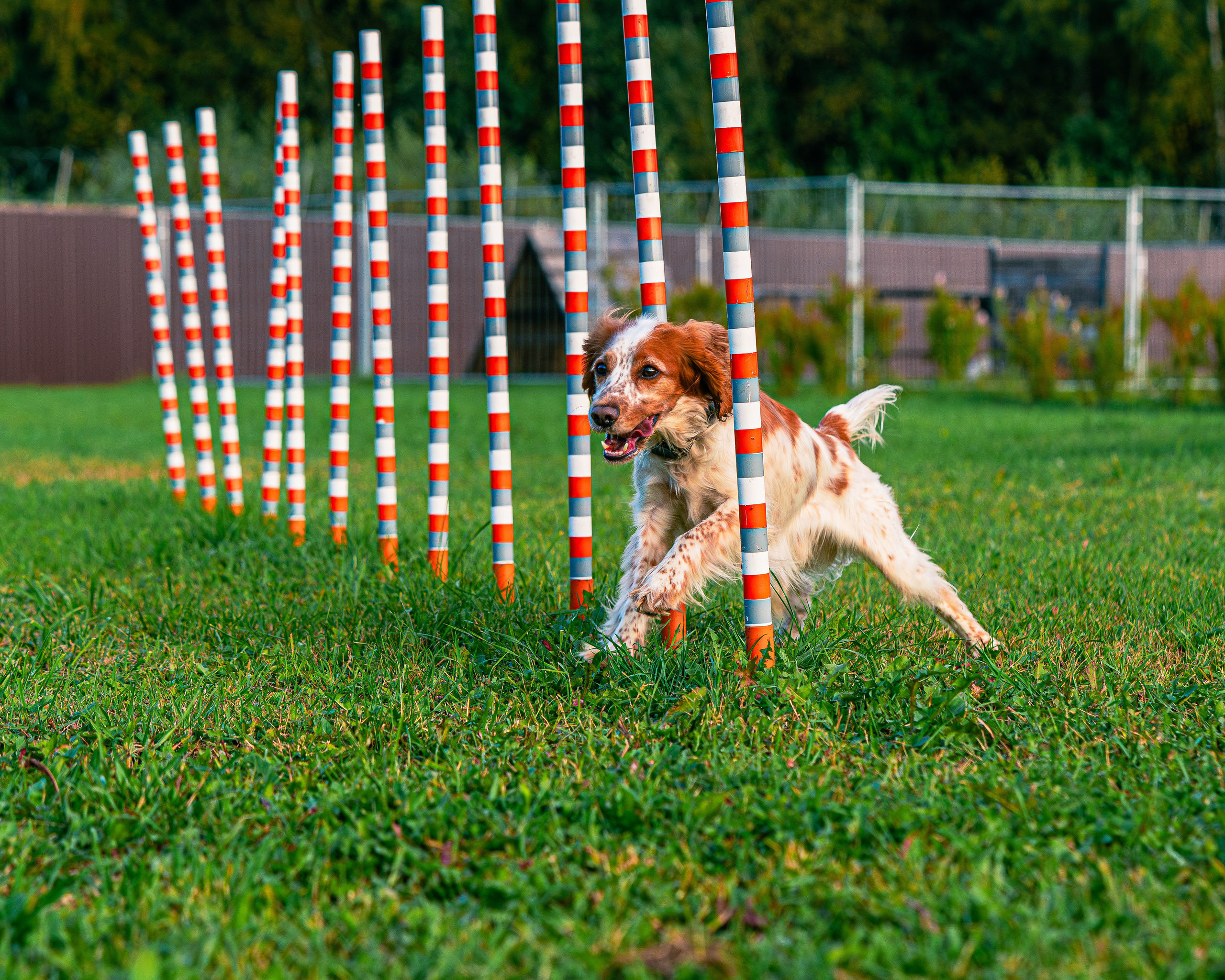 Ваш путь к ПОБЕДЕ (ТРЕНИРОВКИ). Фотограф-анималист, семейный фотограф в Москве и Подмосковье. Фотосъёмка кинологических дисциплин