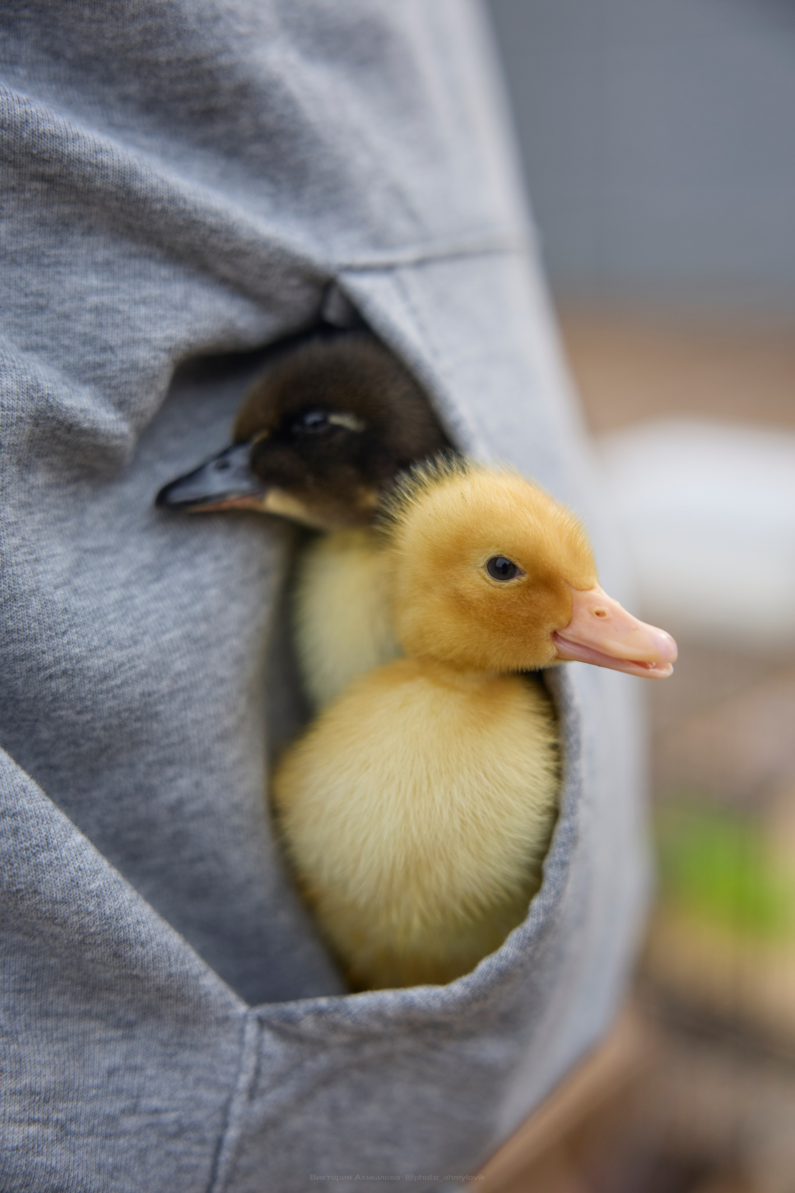 Фауна. Виктория Ахмылова. Фотограф в Москве