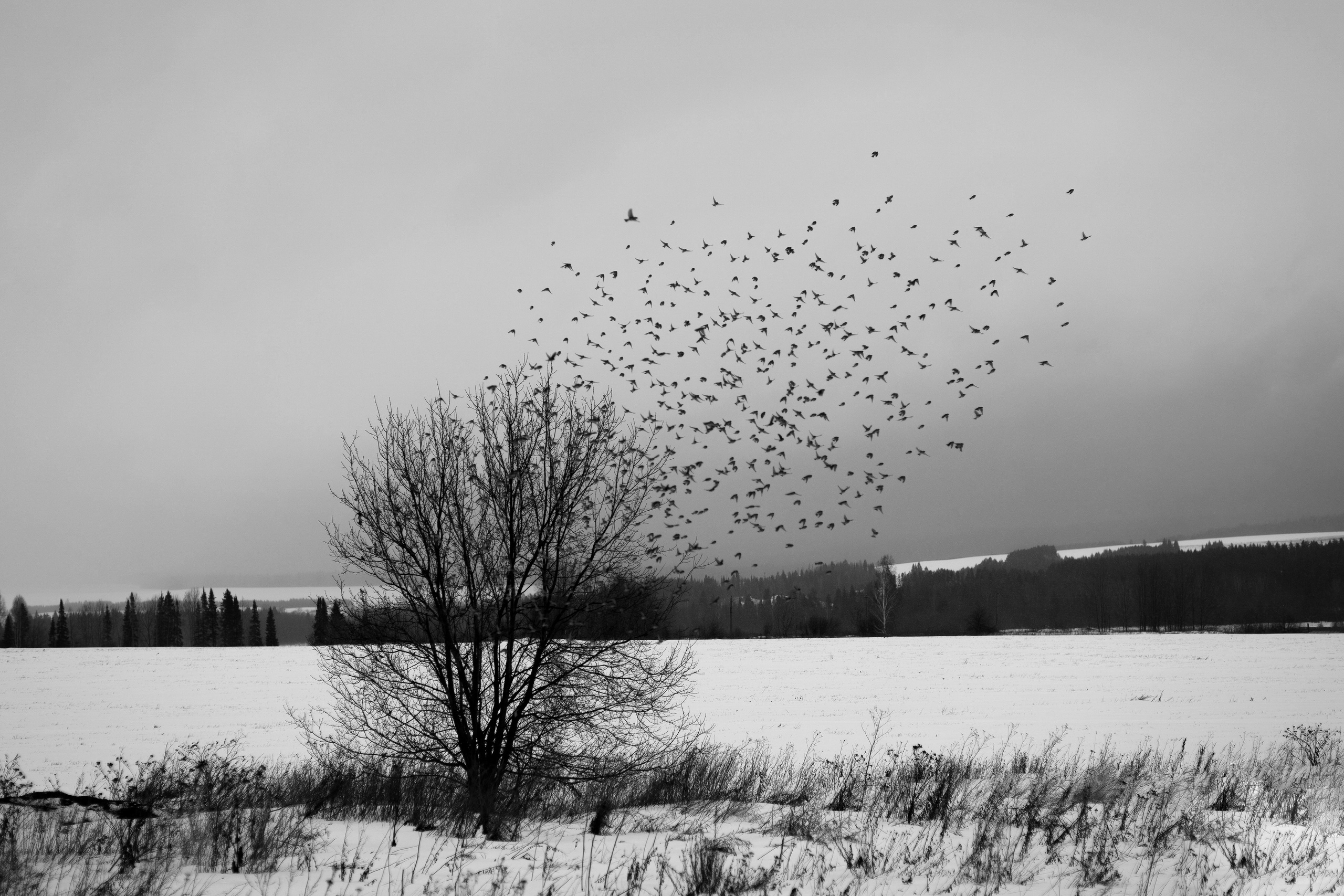ЧЕРНО-БЕЛЫЕ ФОТОГРАФИИ. Никита Аничкин фото и видео оператор из России