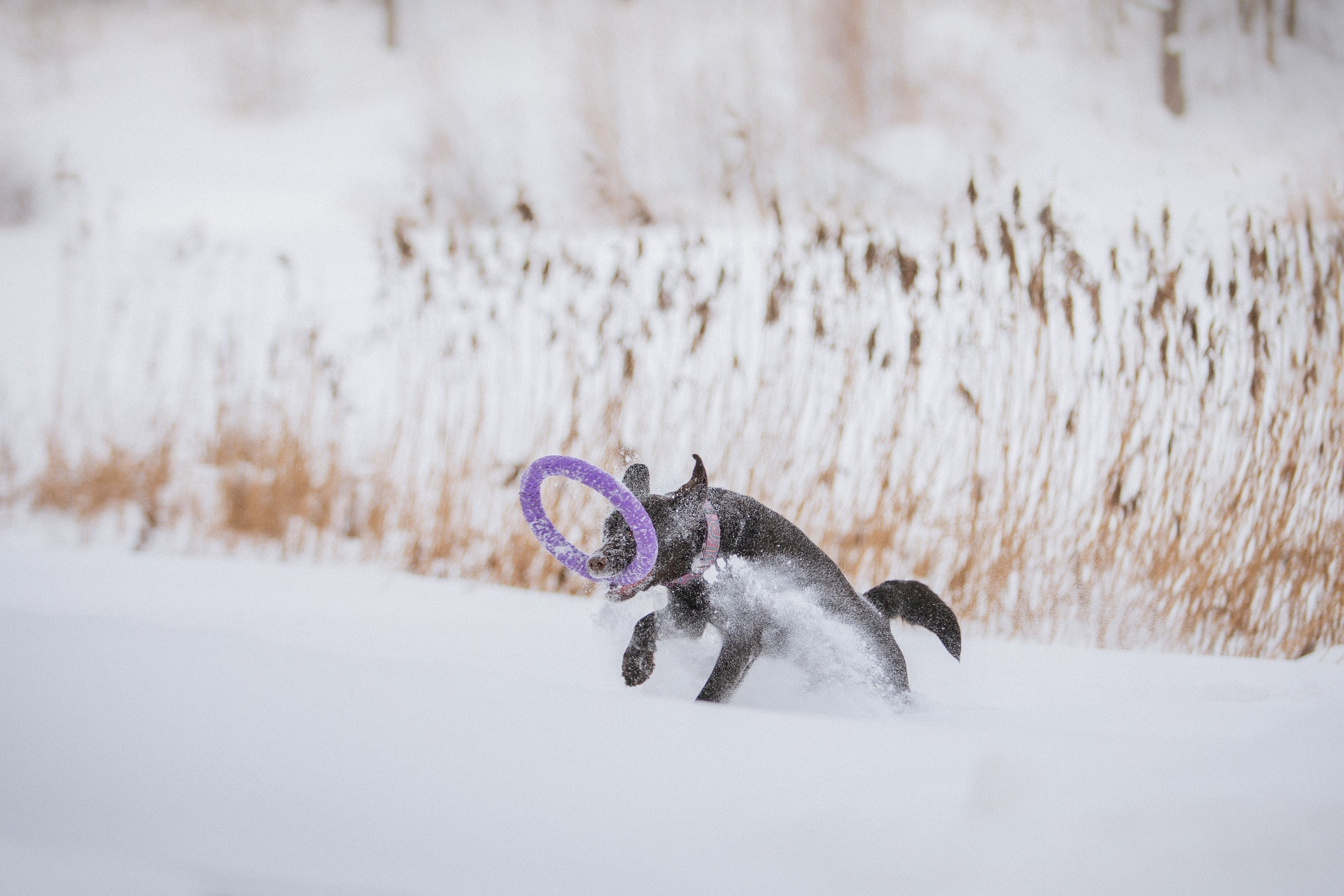 Йоло и Акира. Фотограф анималист Кузнецова Анна Нижний Новгород