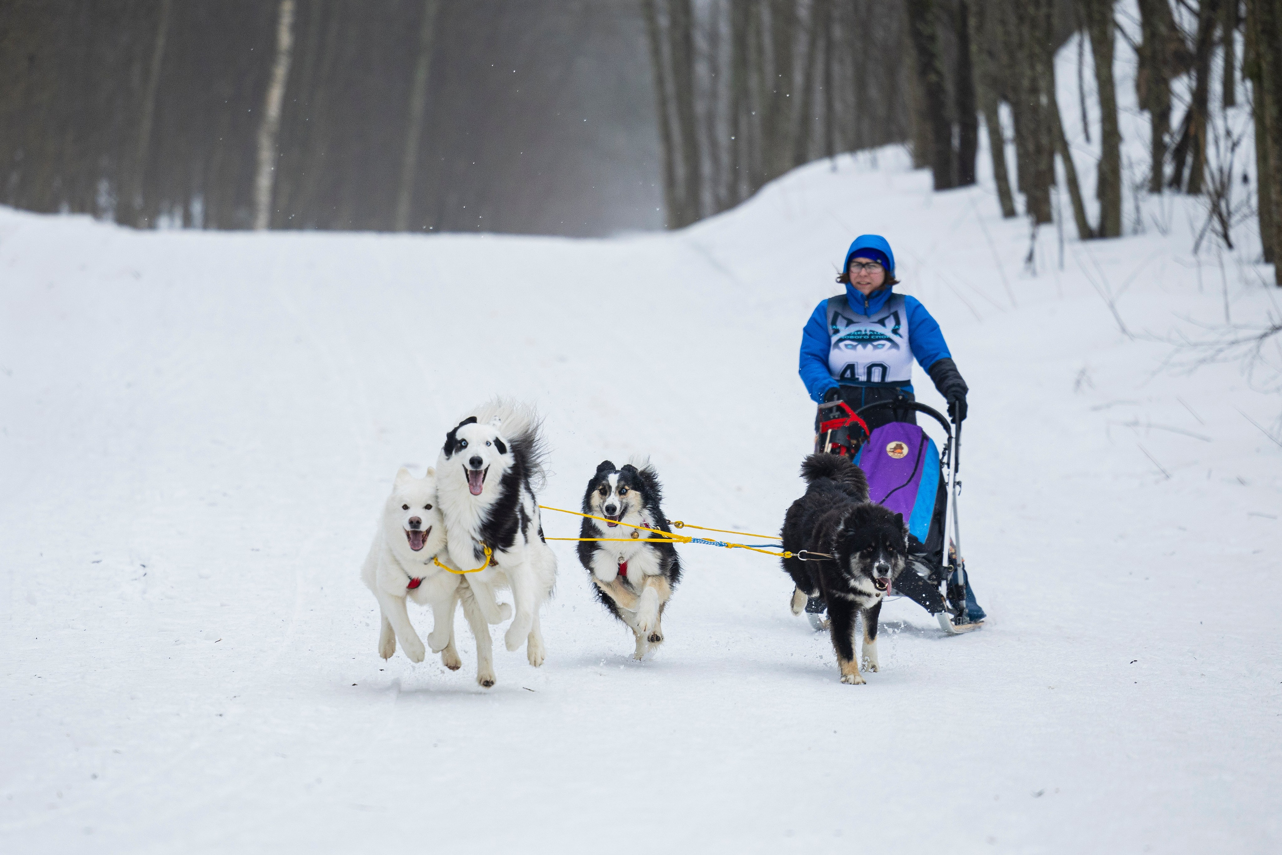 Зимний Чемпионат Санкт-Петербурга по ездовому спорту. Фотограф-анималист Анна Маринич