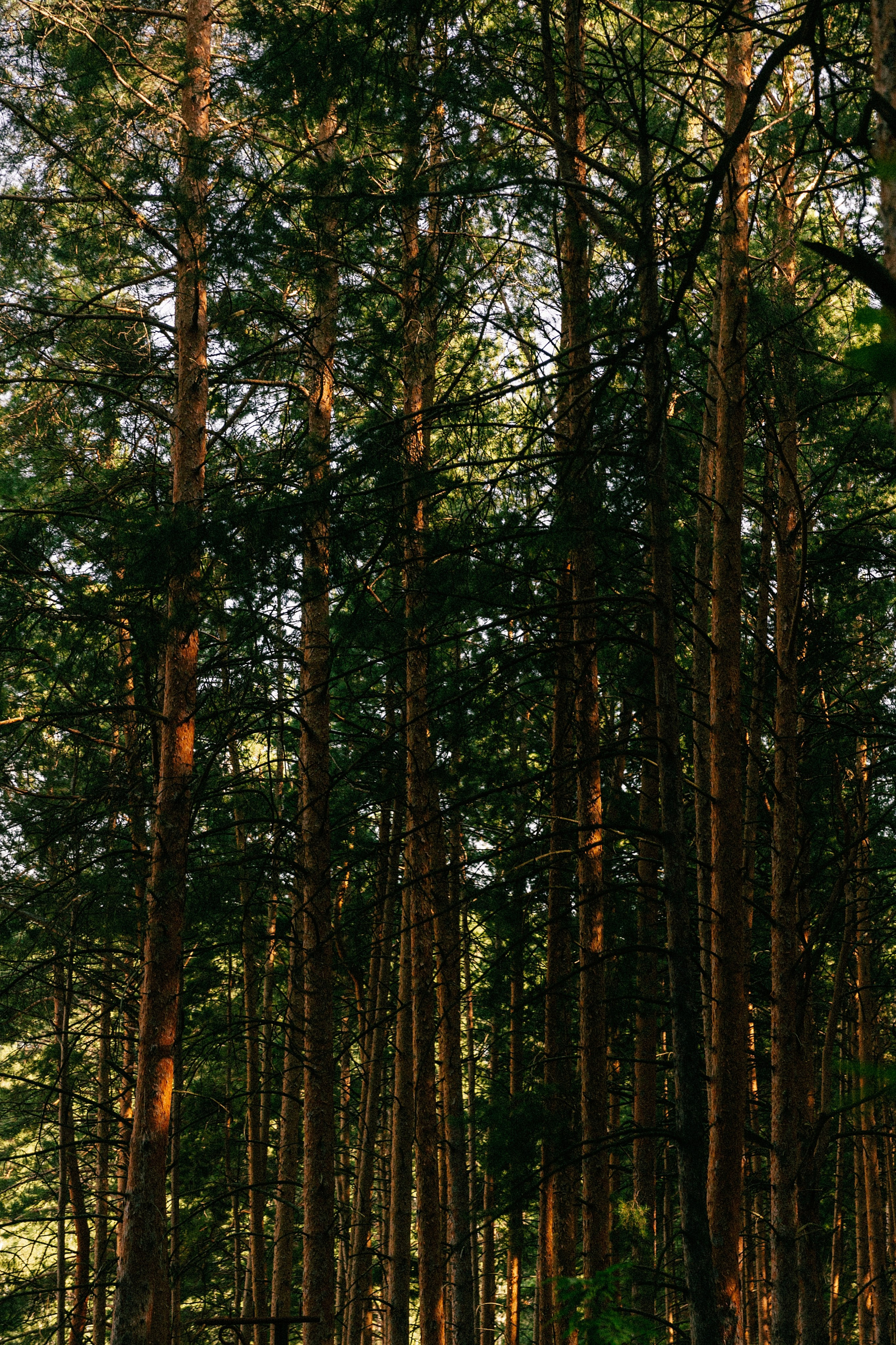 Виталий и Анастасия