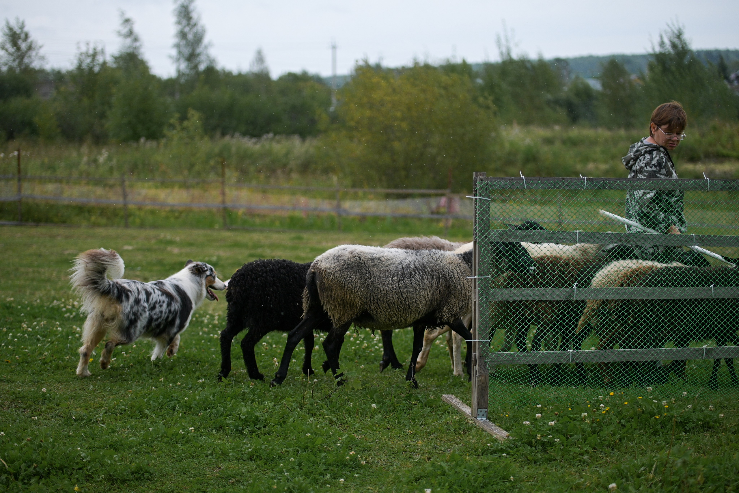 Пастьба собак. Творческий фотограф Вологда