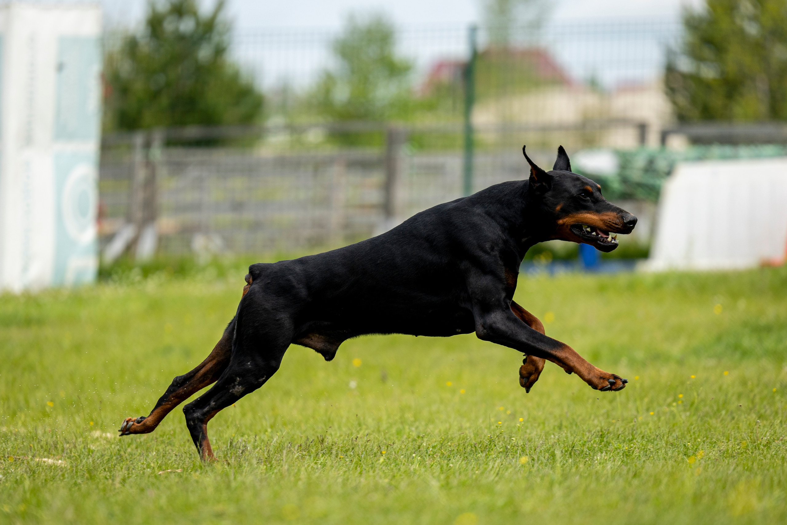 Испытания по мондьорингу в Нижнем Новгороде. Фотограф-анималист Анна Маринич