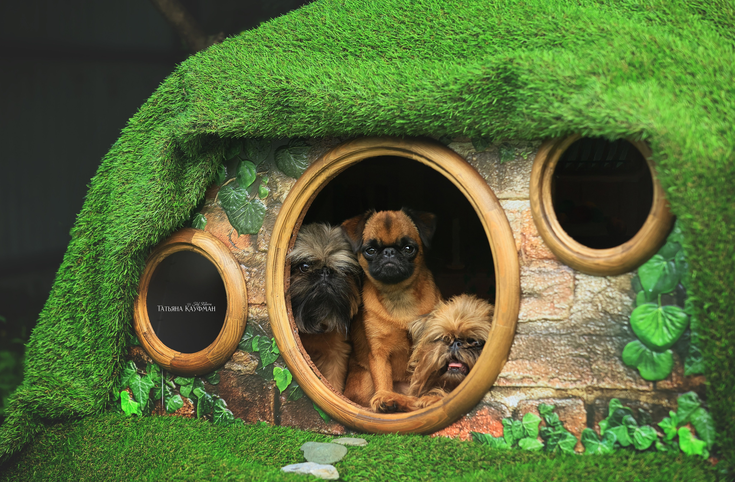 Домик для хоббитов, фотозона, властелин колец, шир, хоббиты, гномы, брюссельский гриффон, малый брабансон, фотосессия, ручная работа, фотограф анималист, фотограф Новосибирск