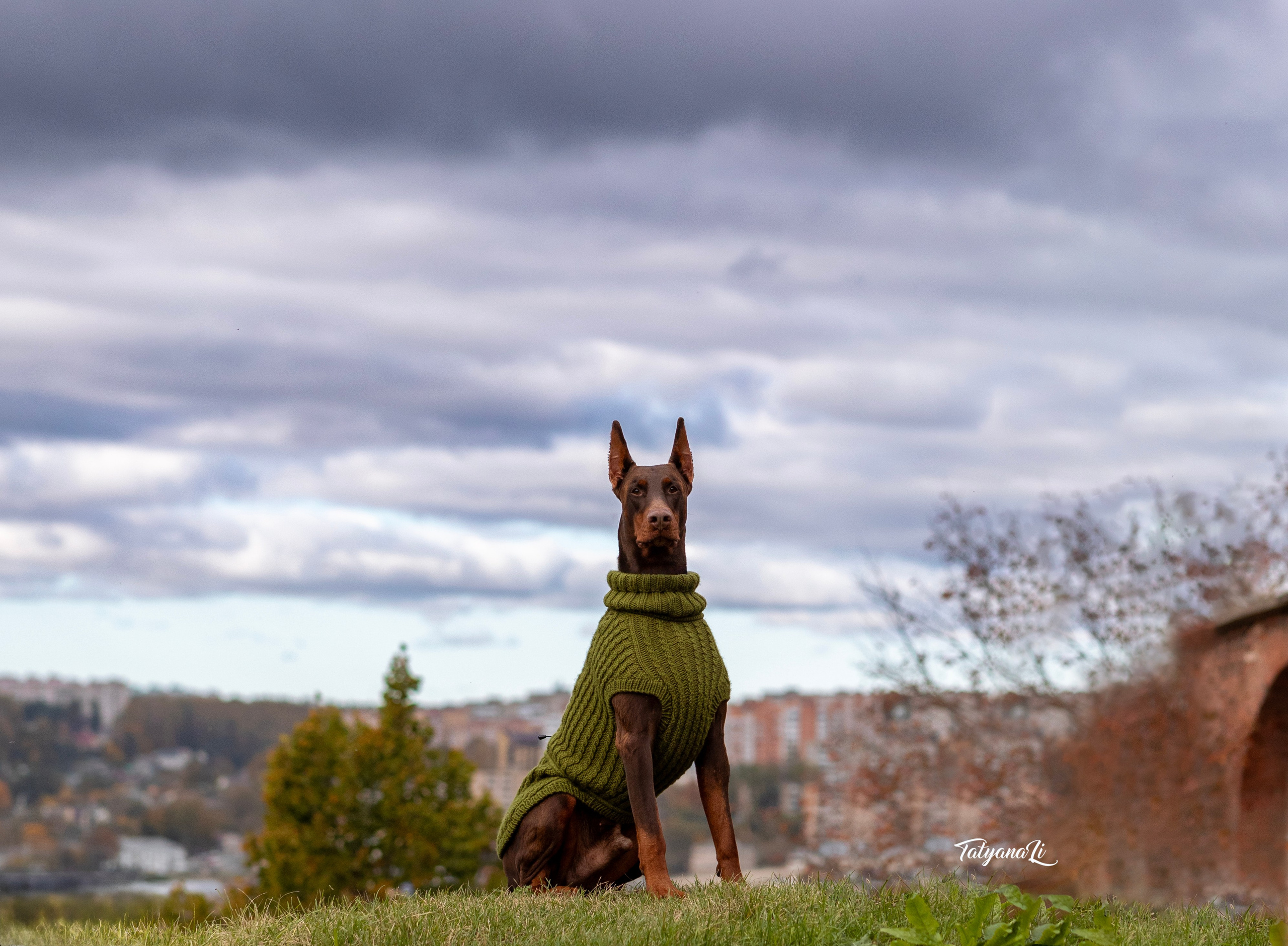 Доберман. Фотограф — анималист Татьяна Ли