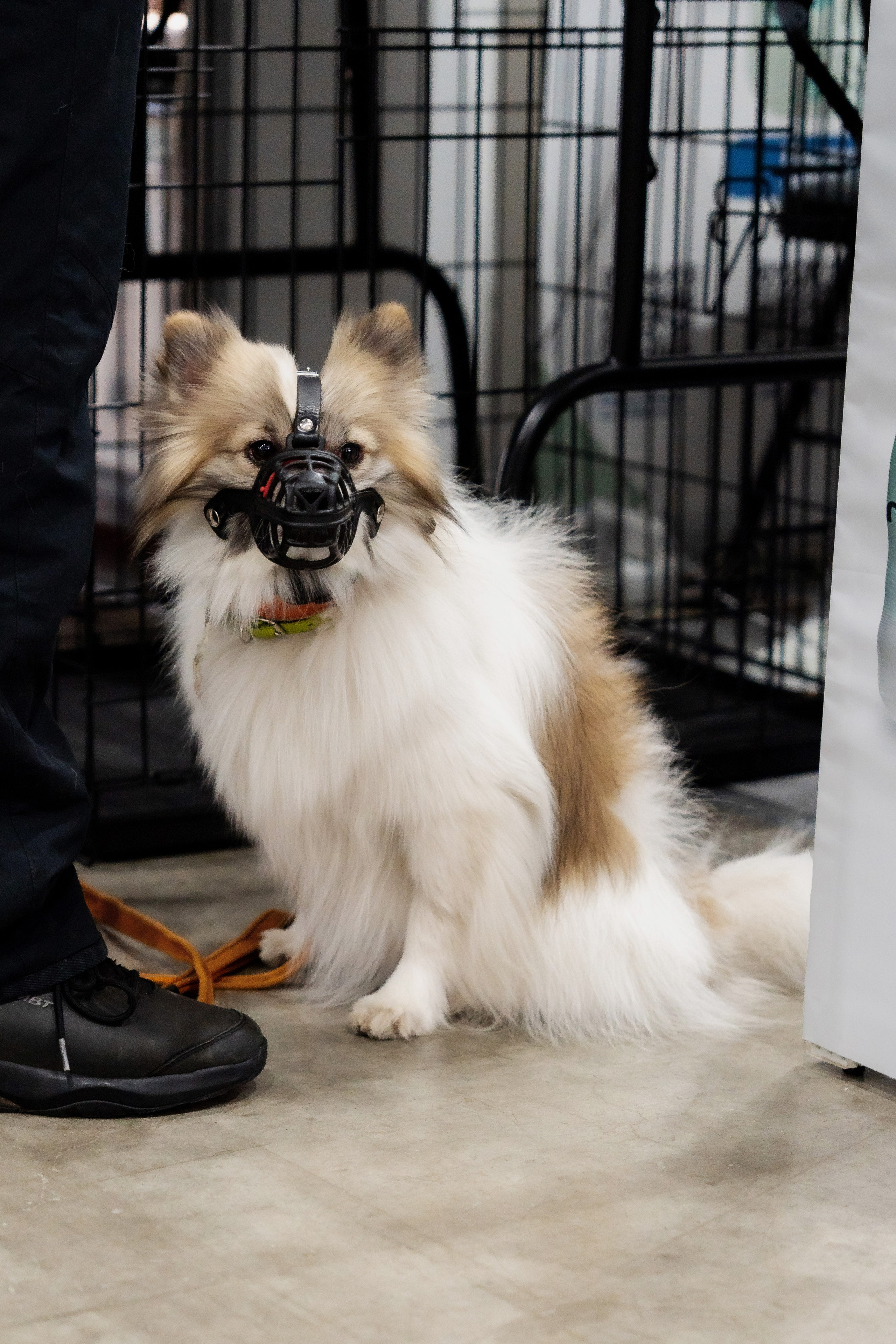 Животные. Фото, видео, монтаж